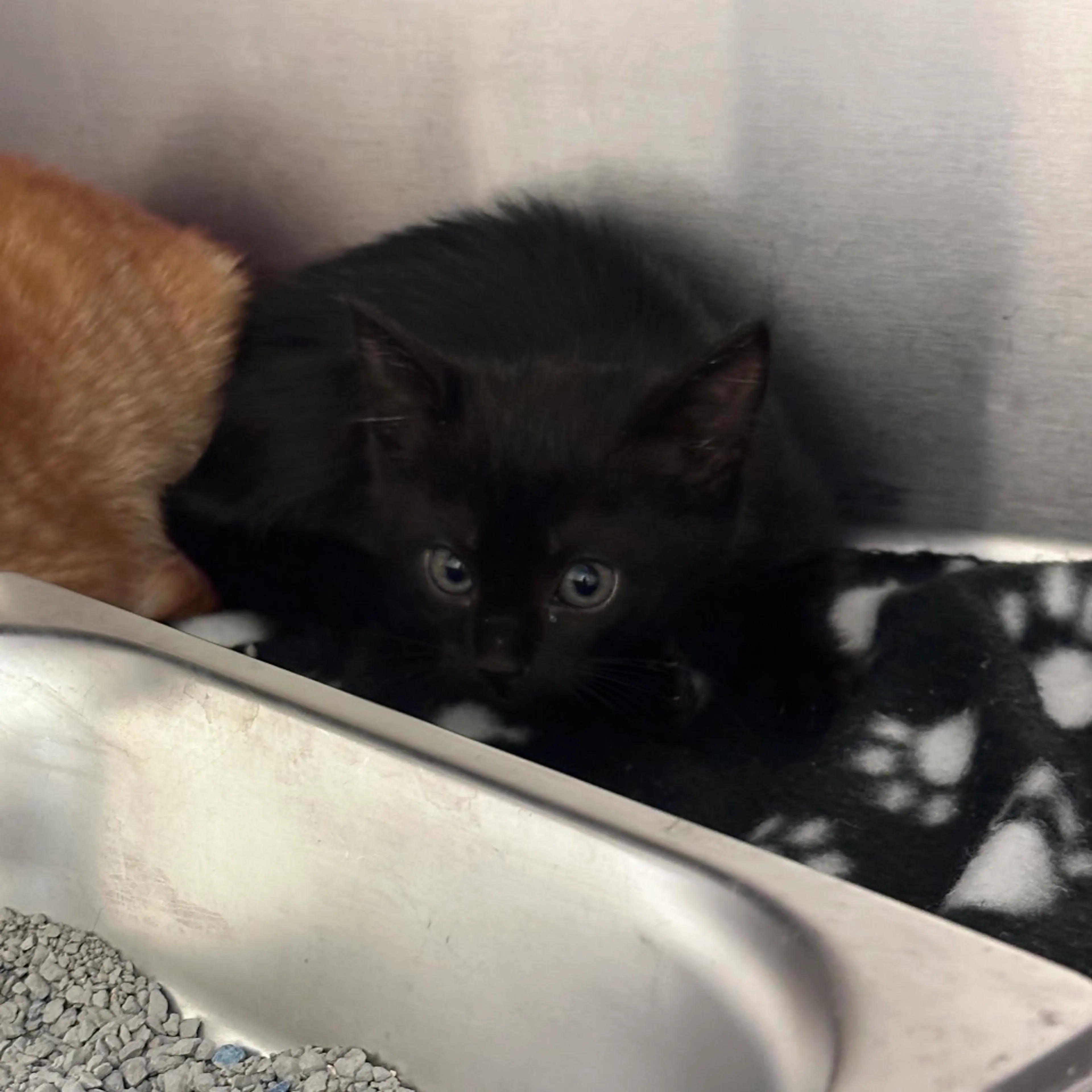 Found pet-1