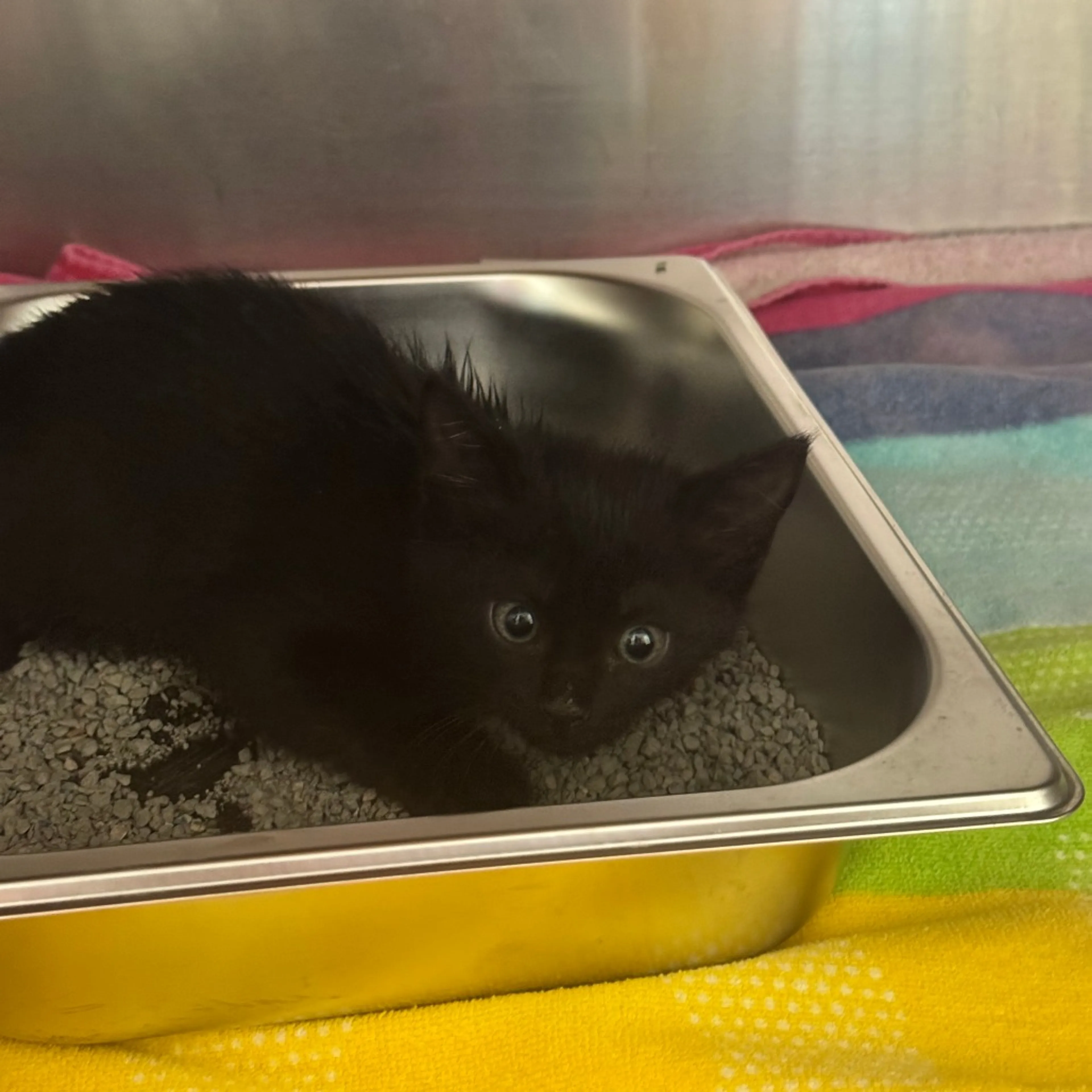 Found pet-0