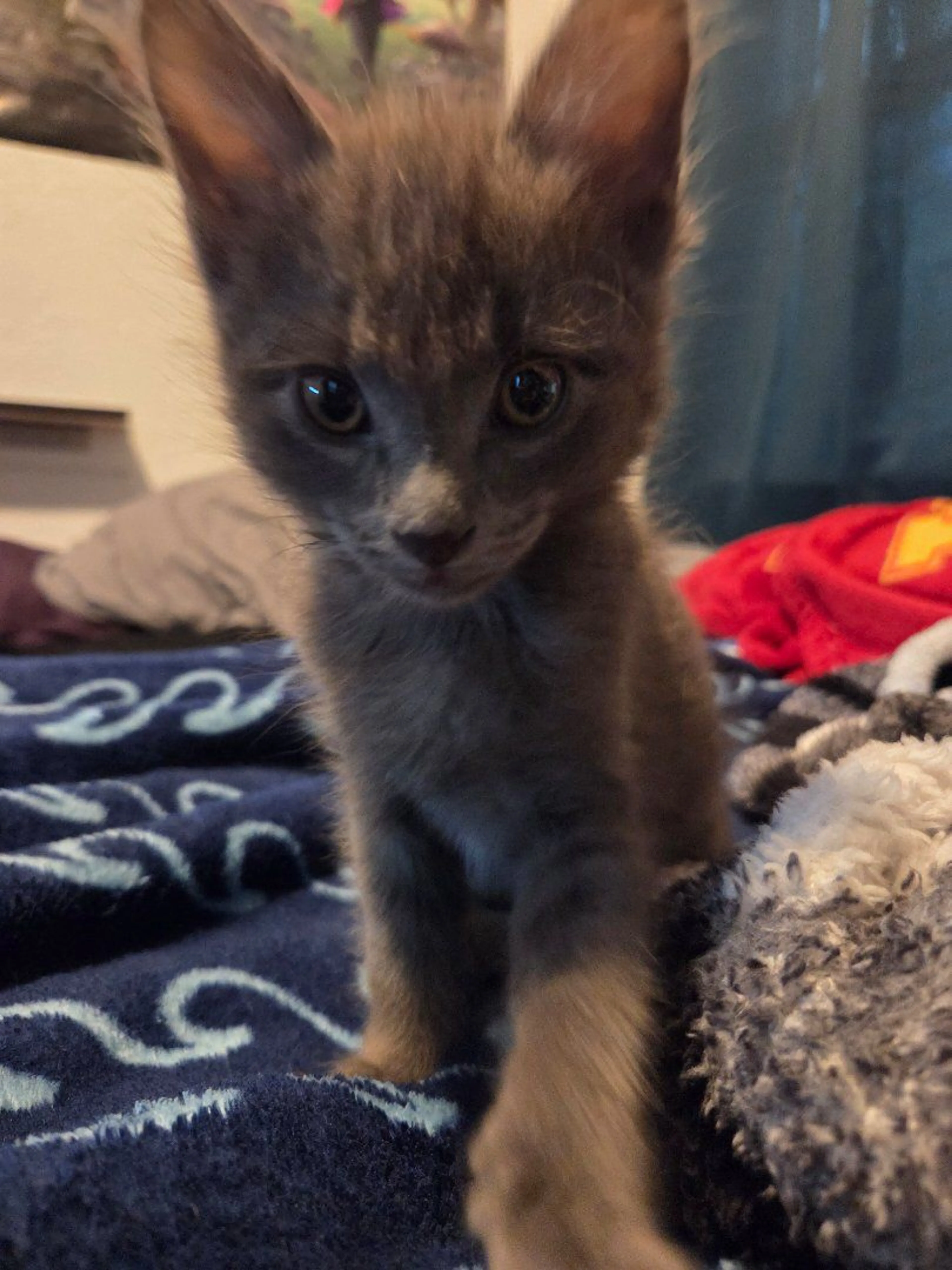 Lost pet-0