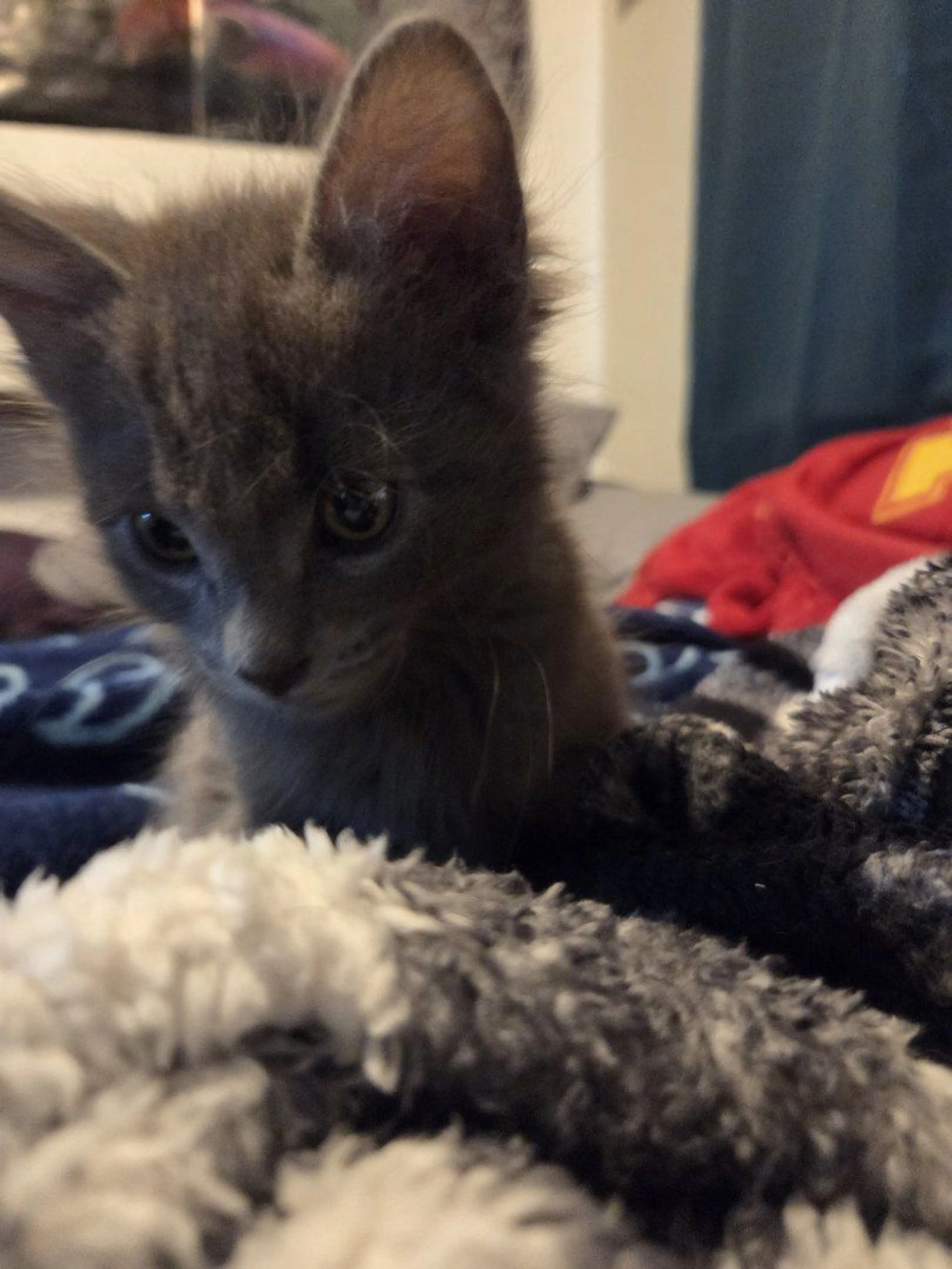 Lost pet-1