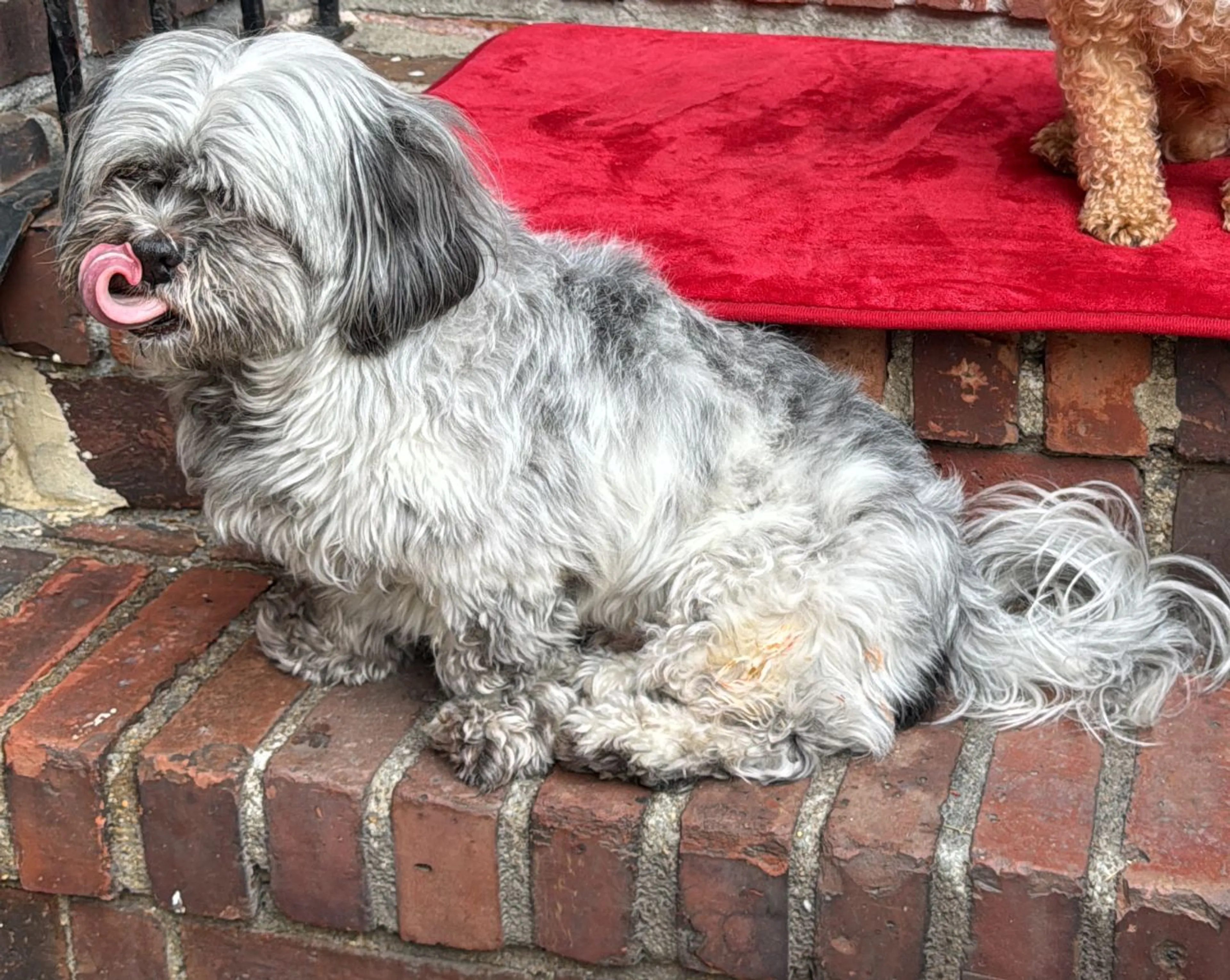 Lost pet-2