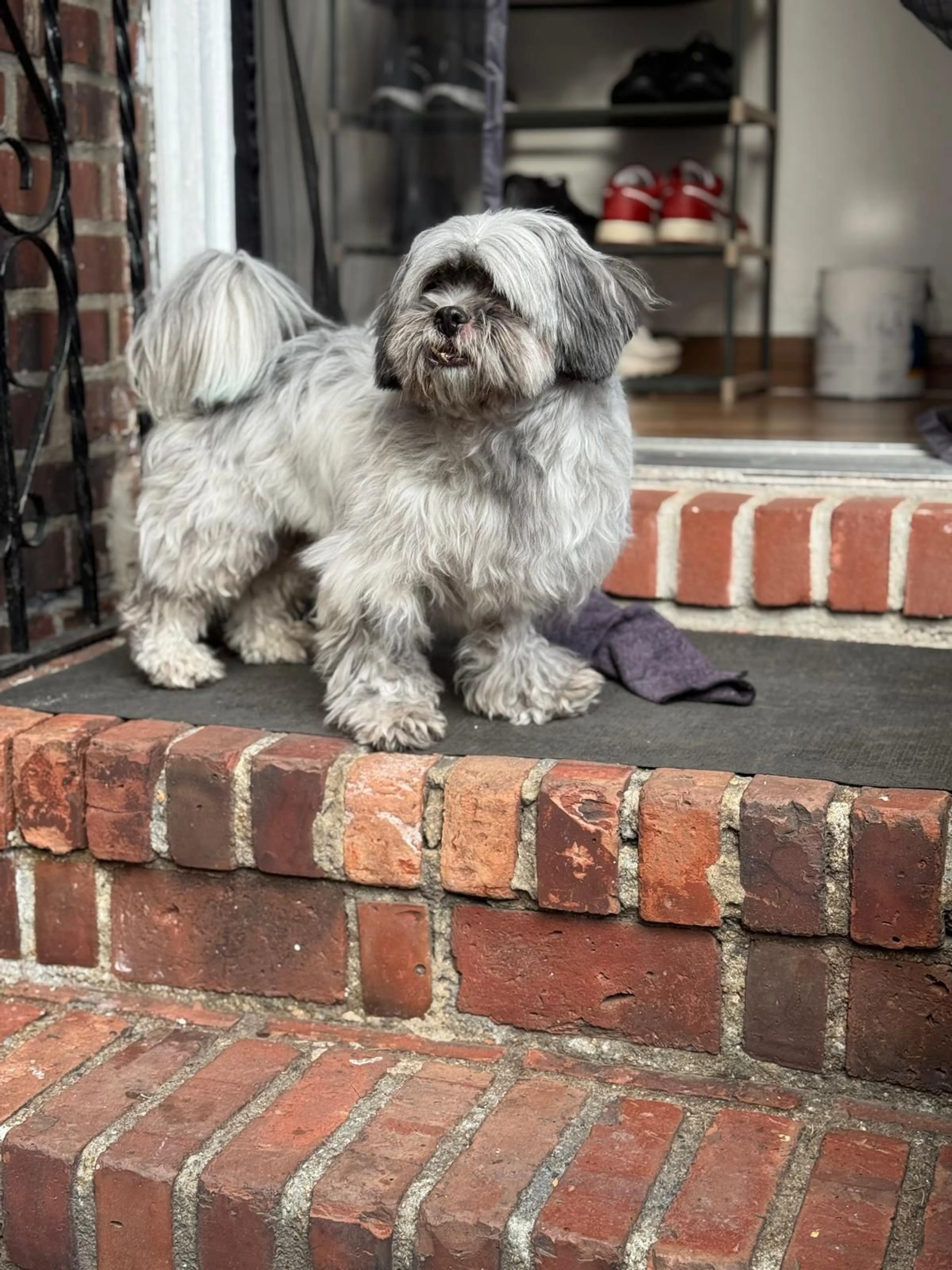 Lost pet-3