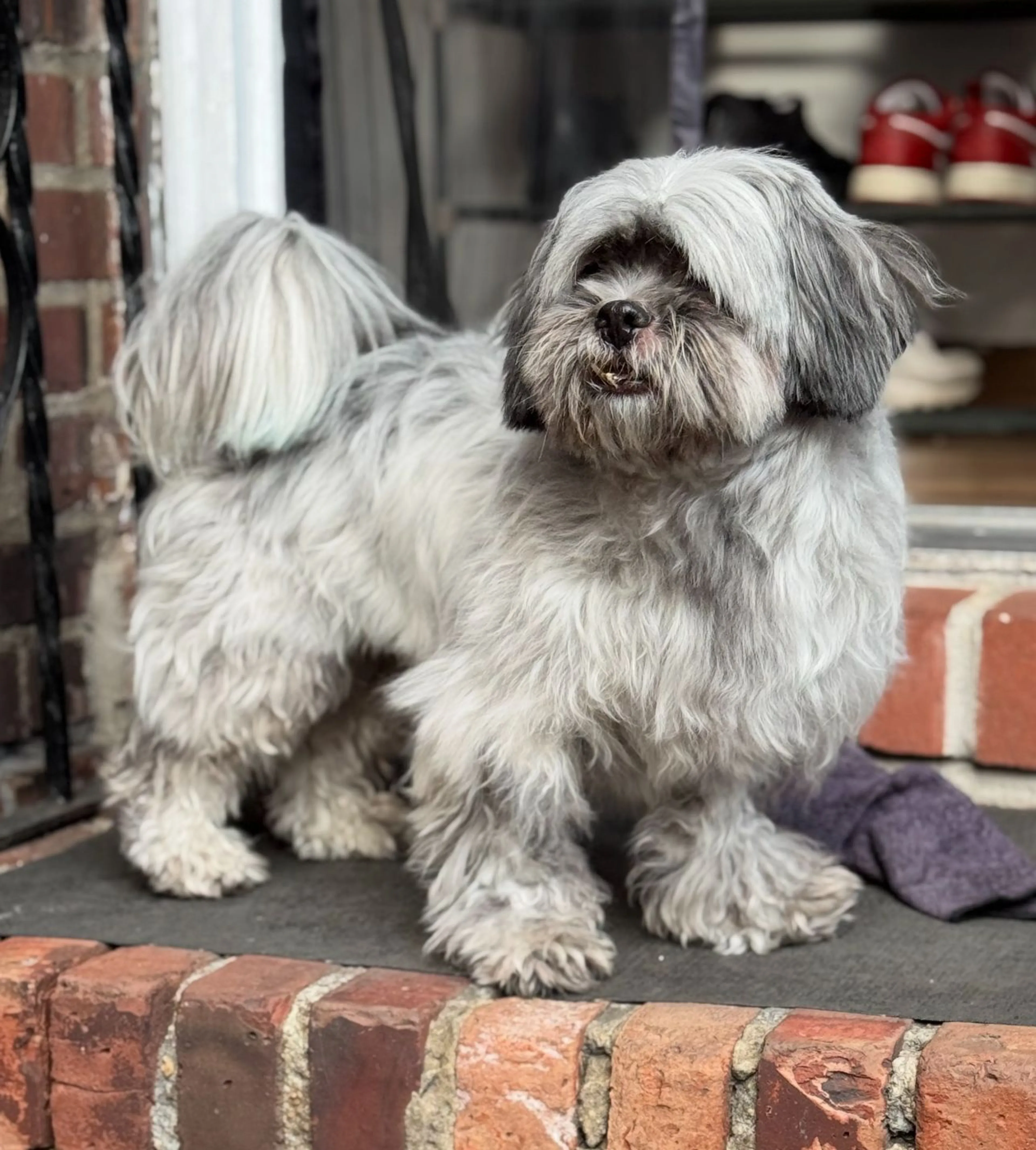 Lost pet-1