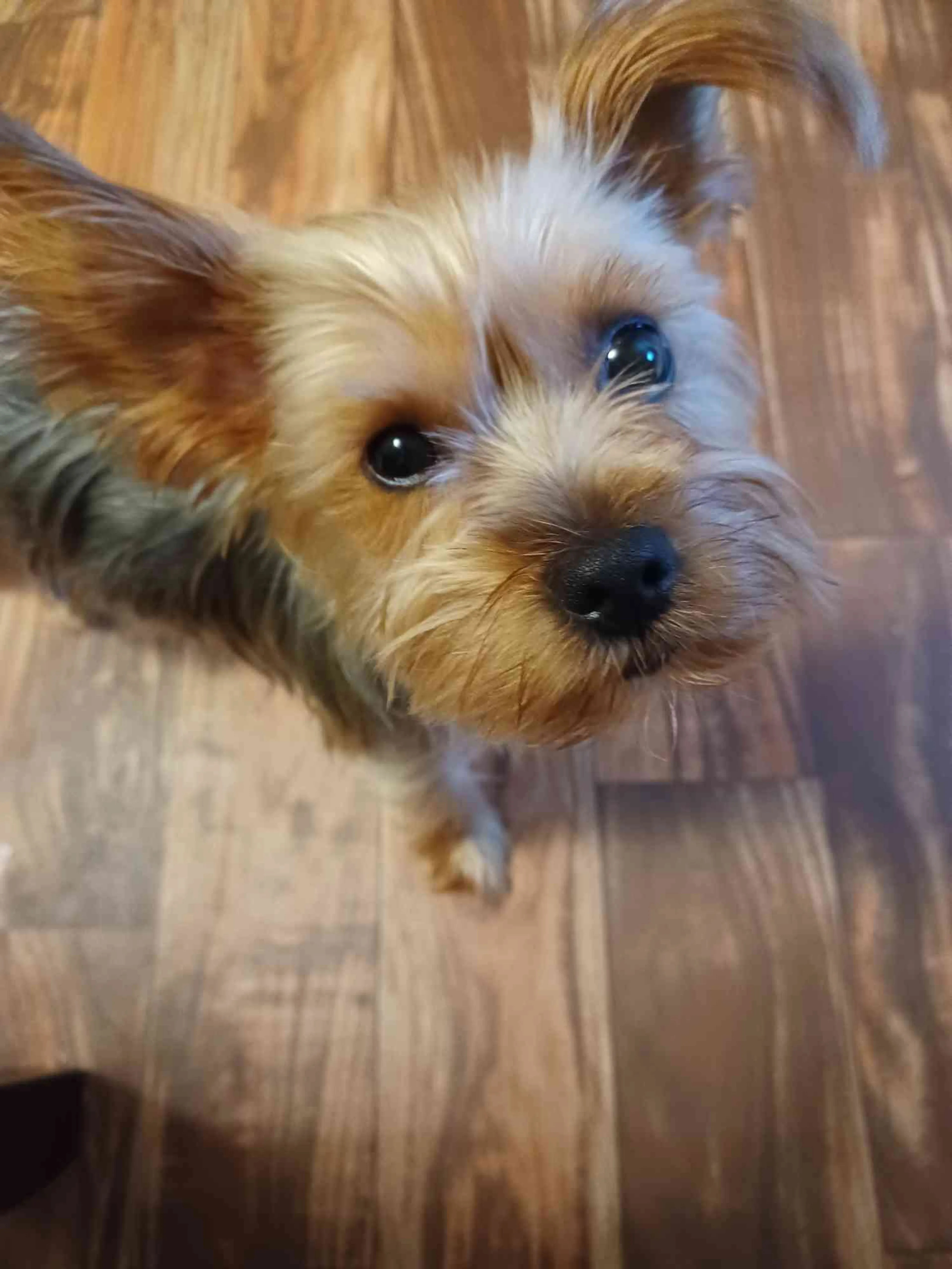 Lost pet