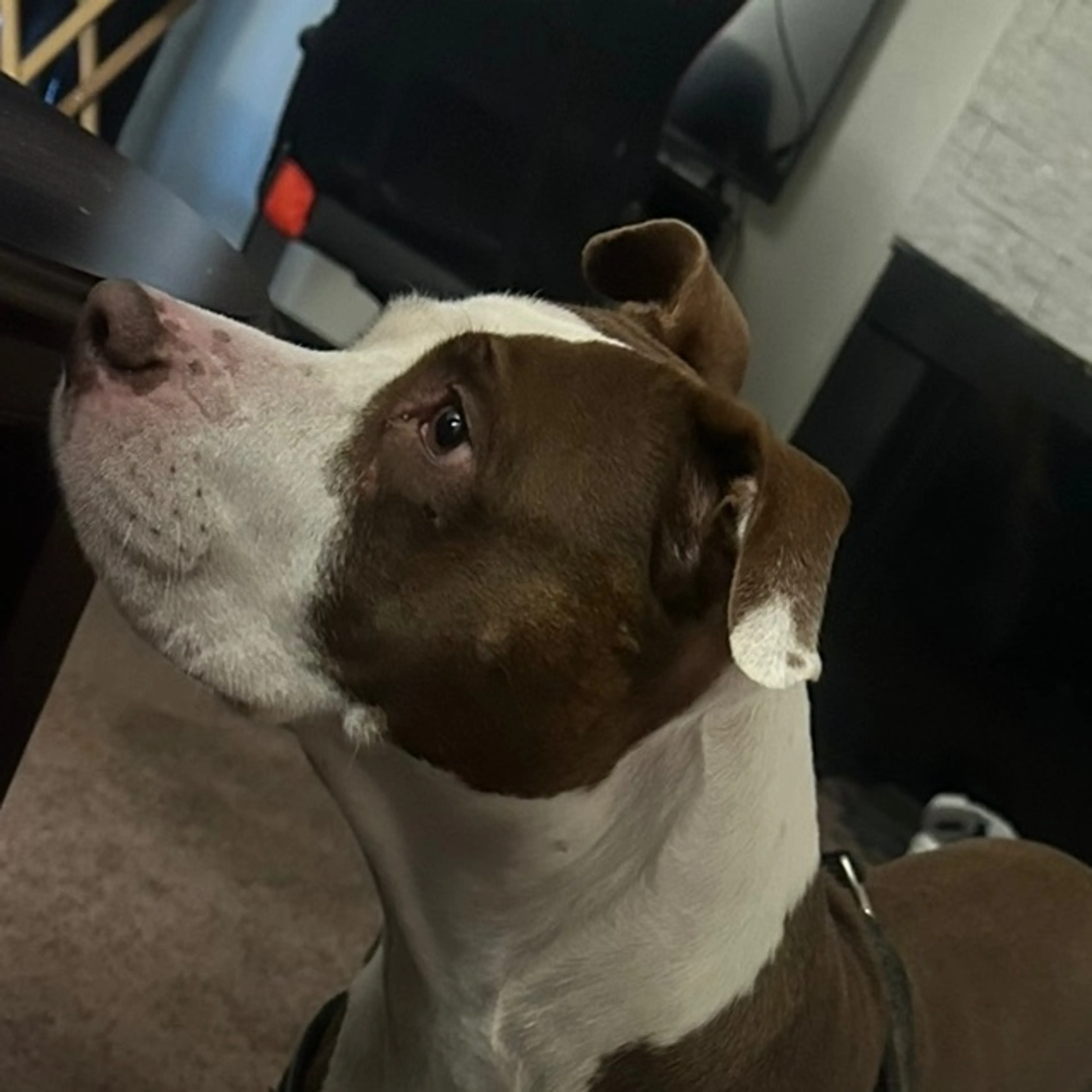 Lost pet