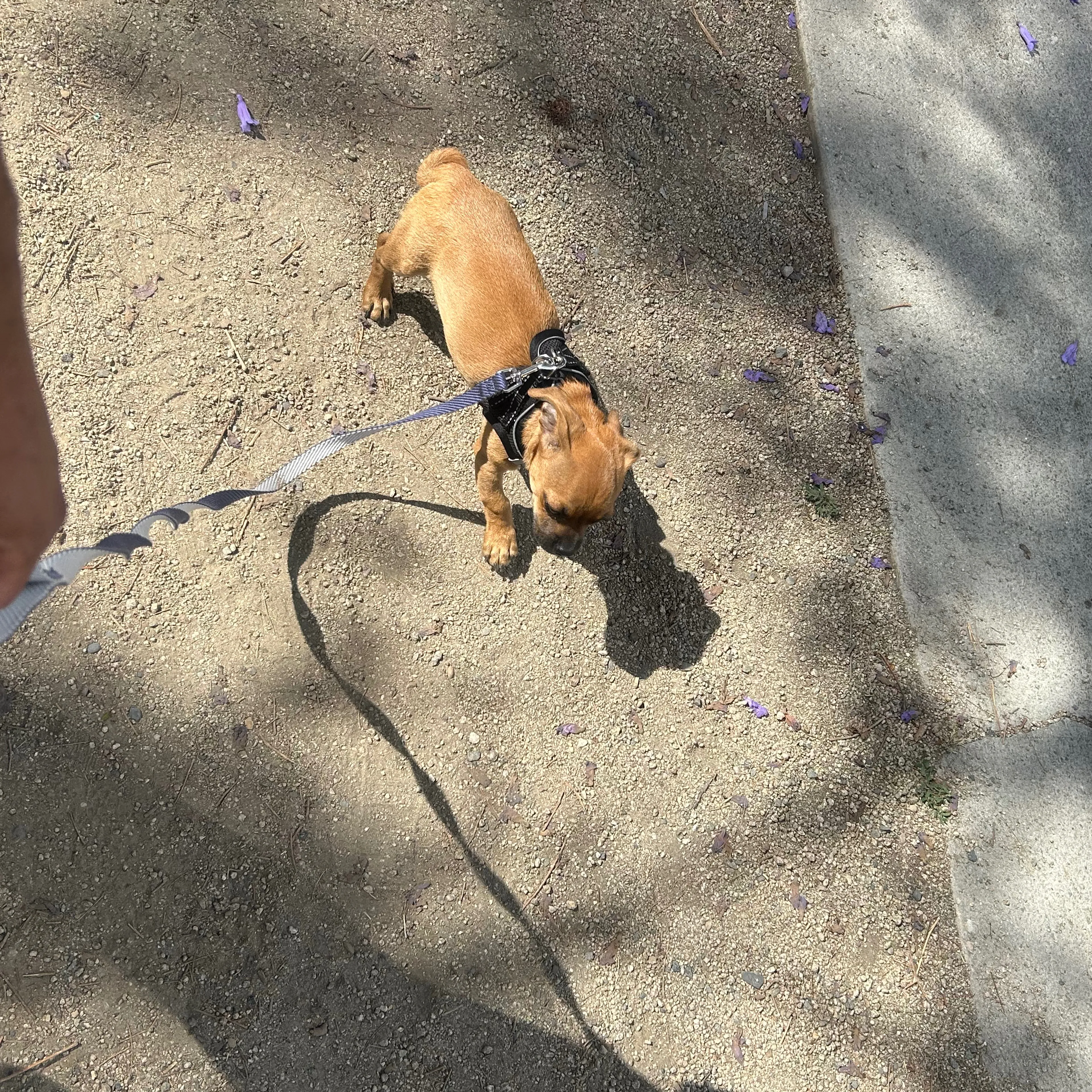 Lost pet-1