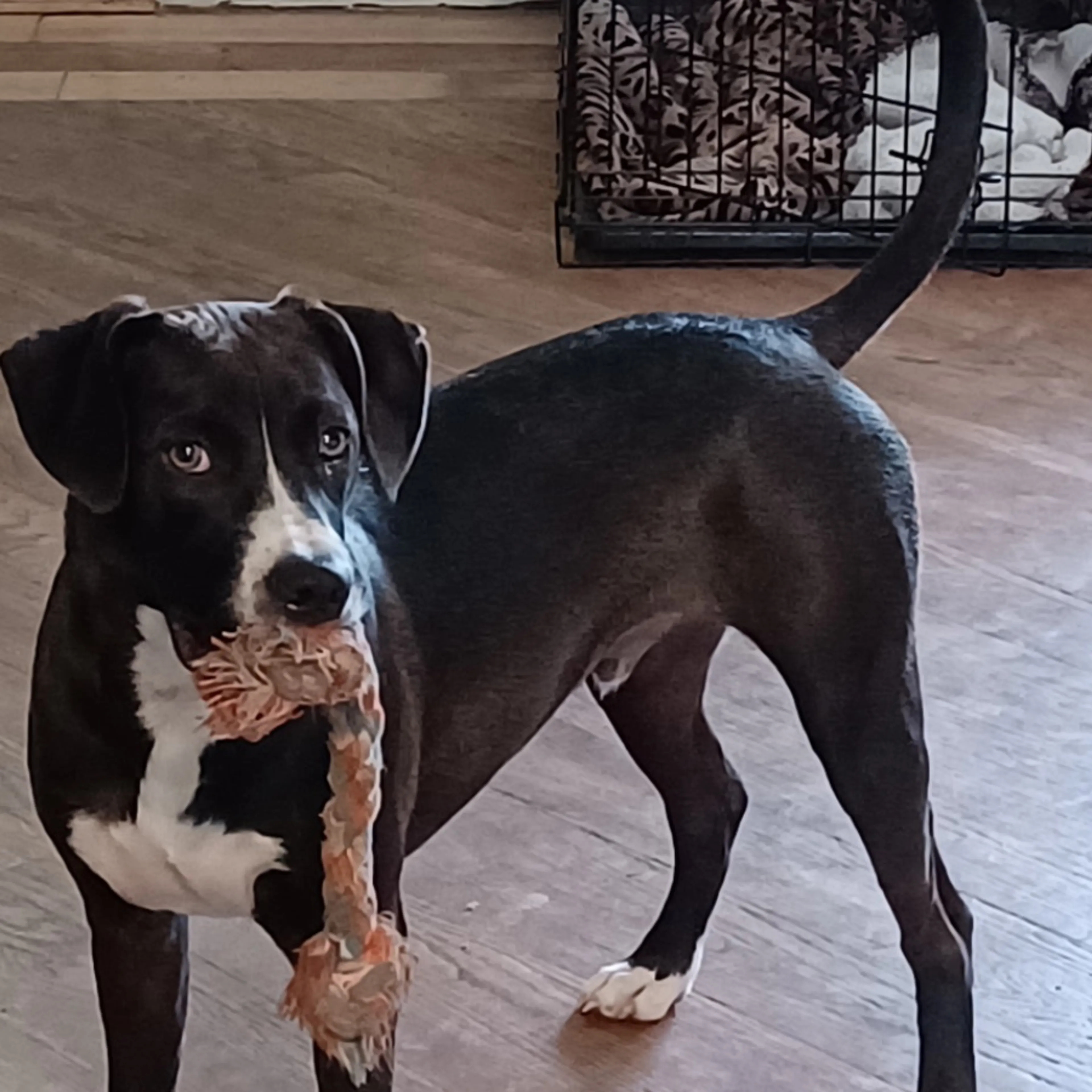 Lost pet