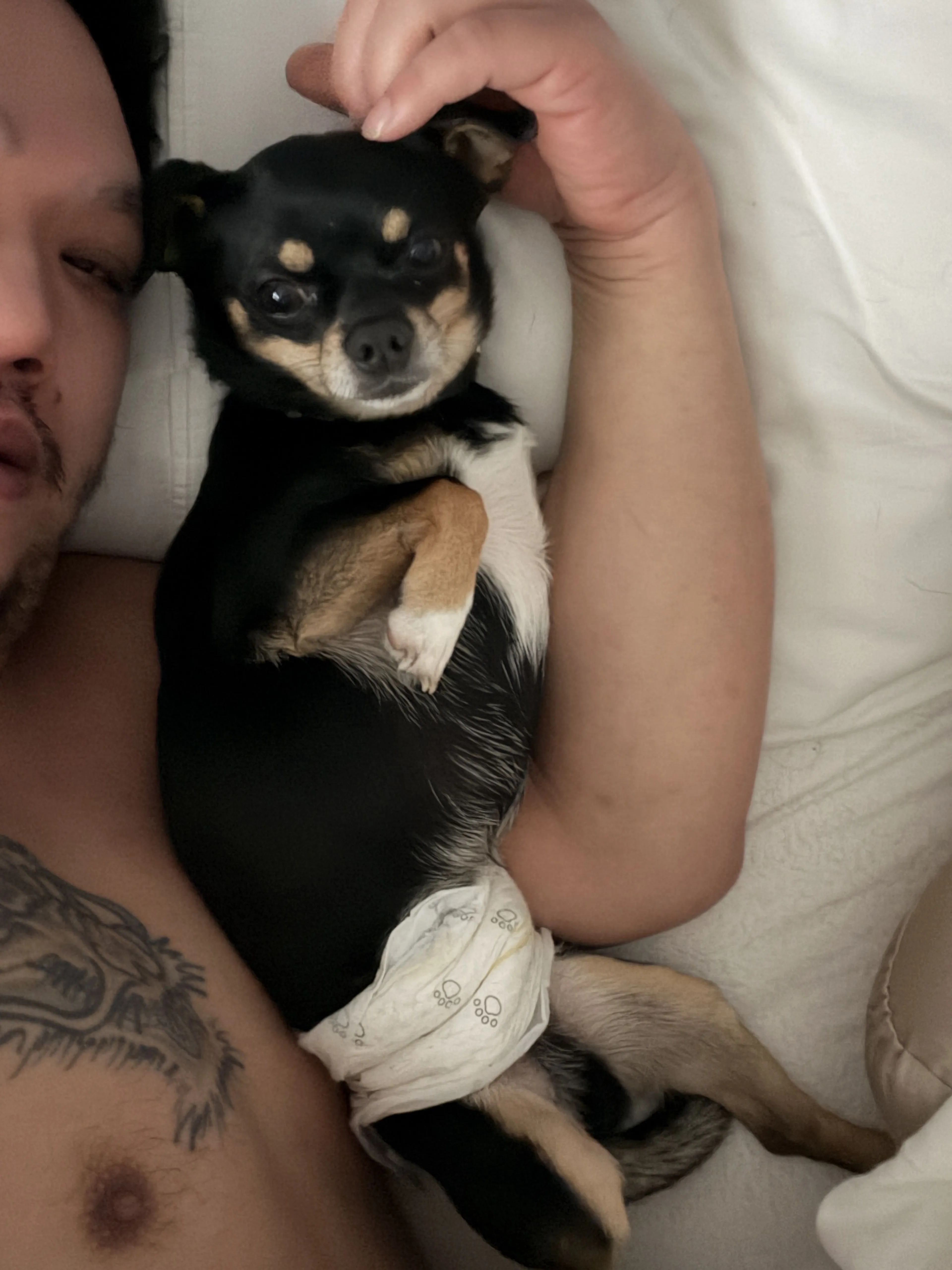 Lost pet