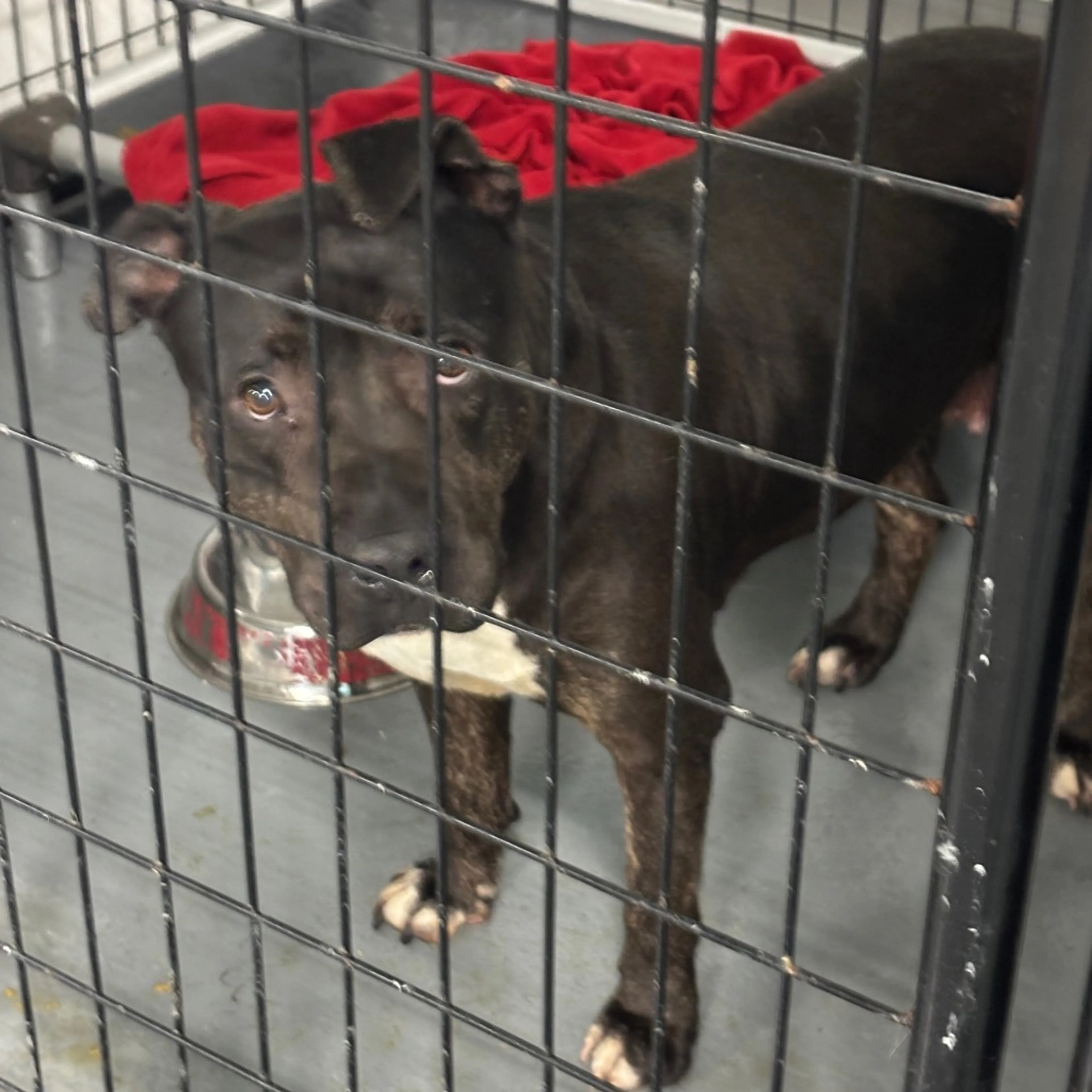 Found pet