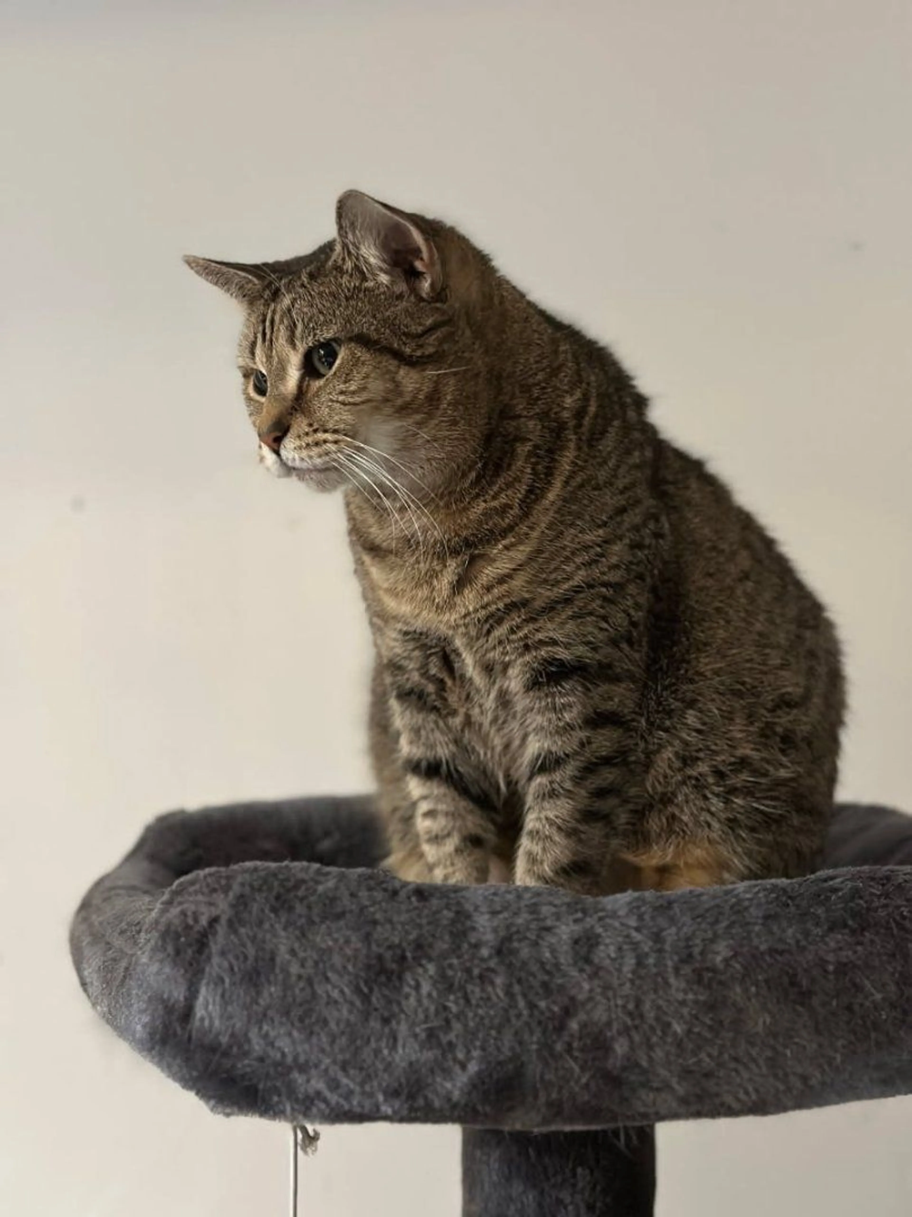 Lost pet-1