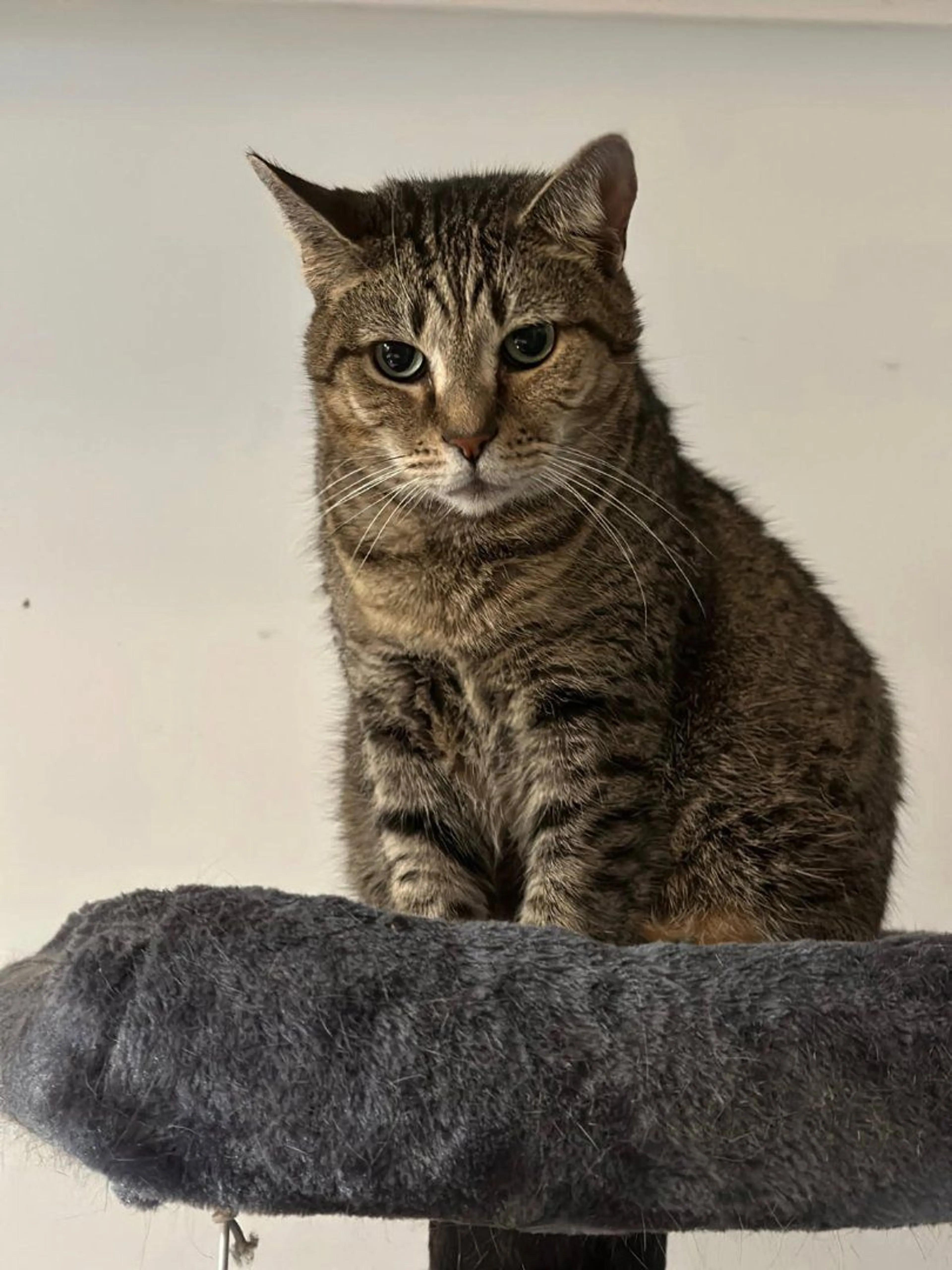 Lost pet-0