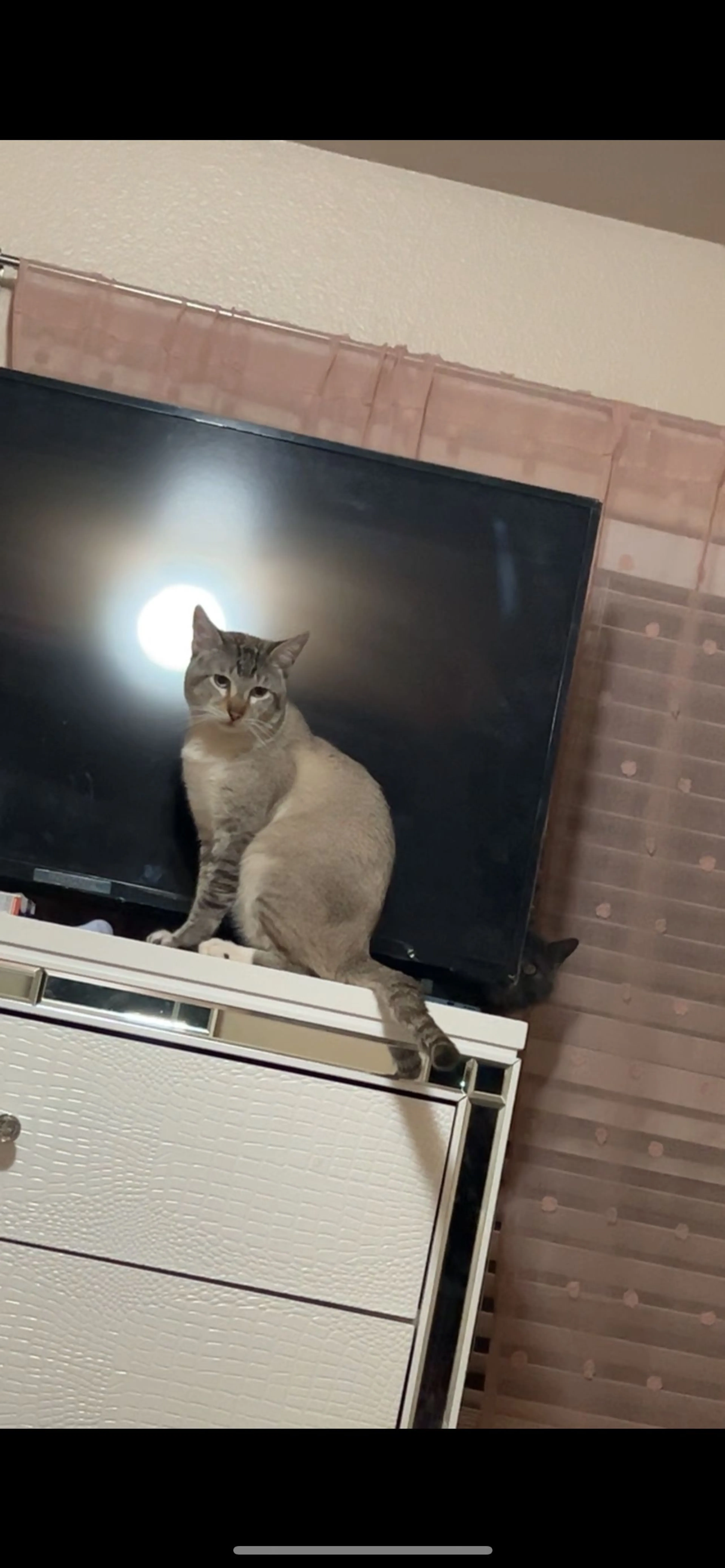 Lost pet-0