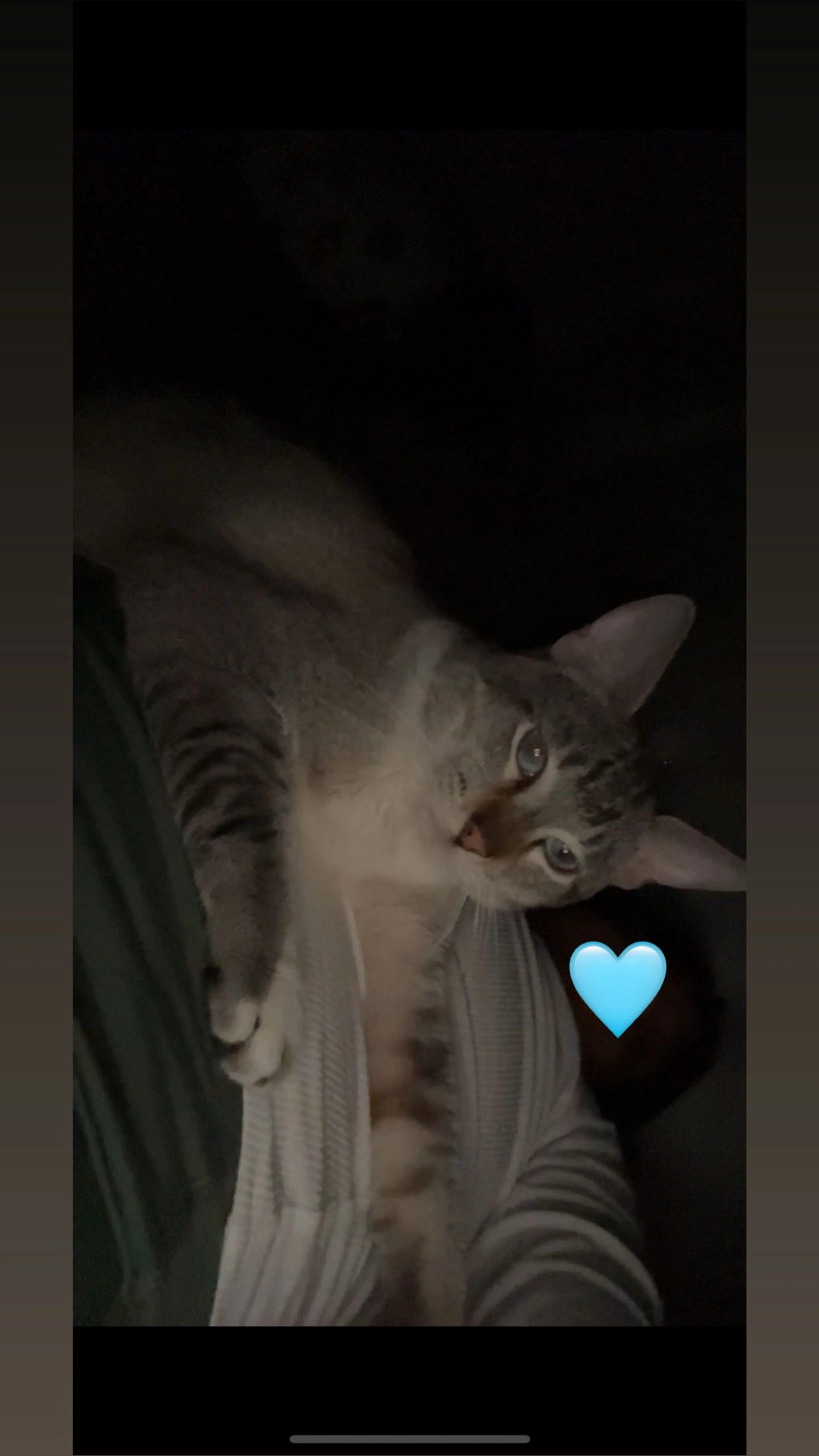 Lost pet-3