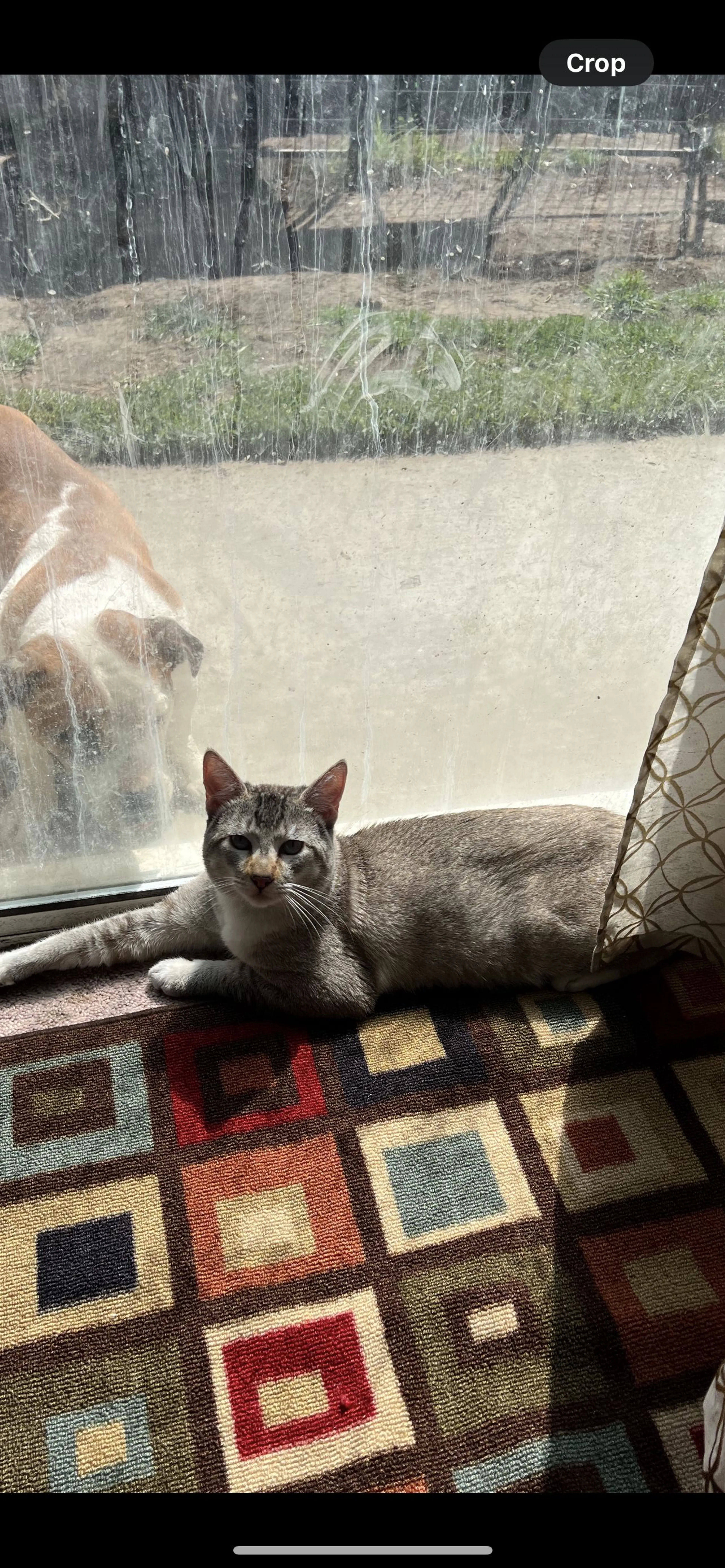 Lost pet-1