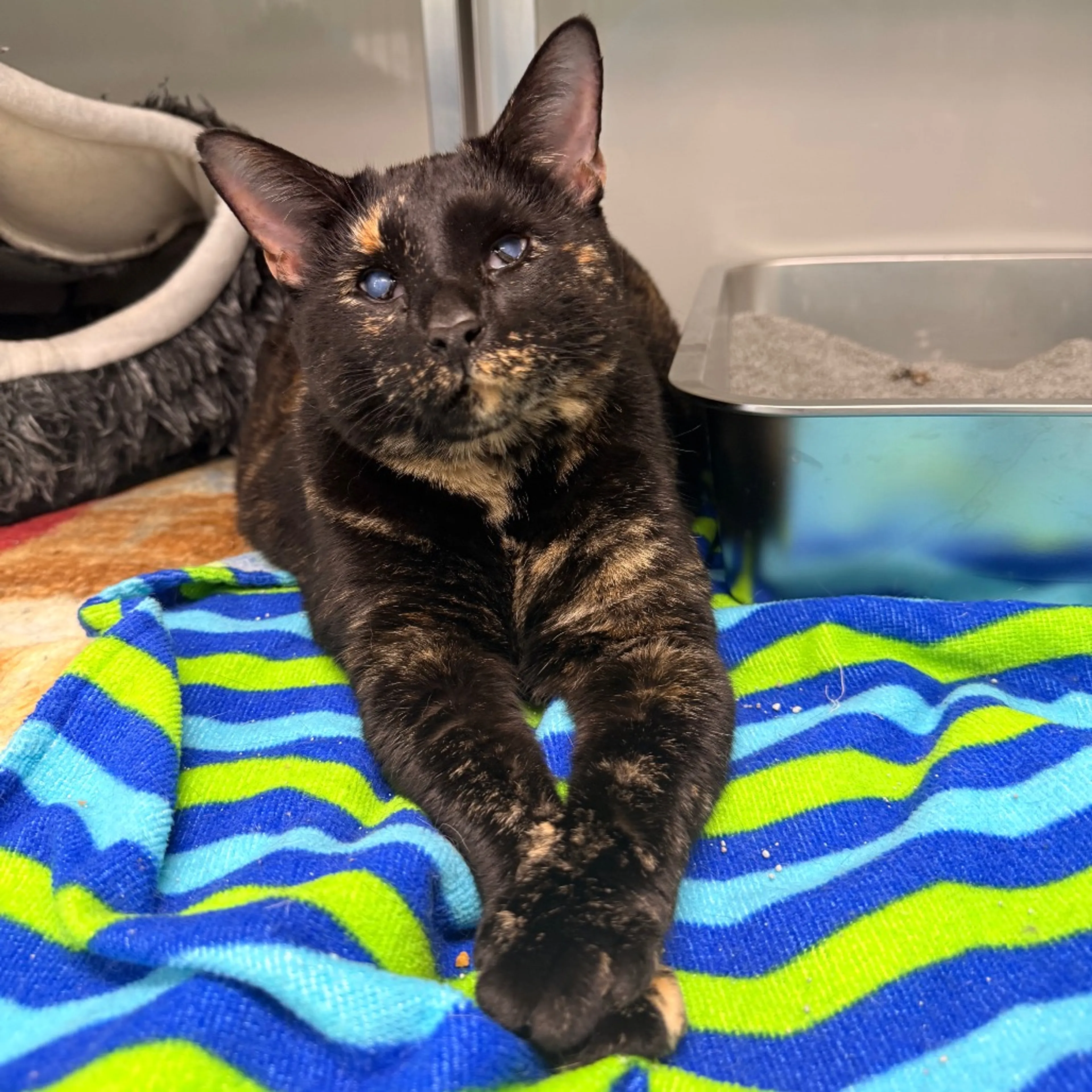 Found pet-4