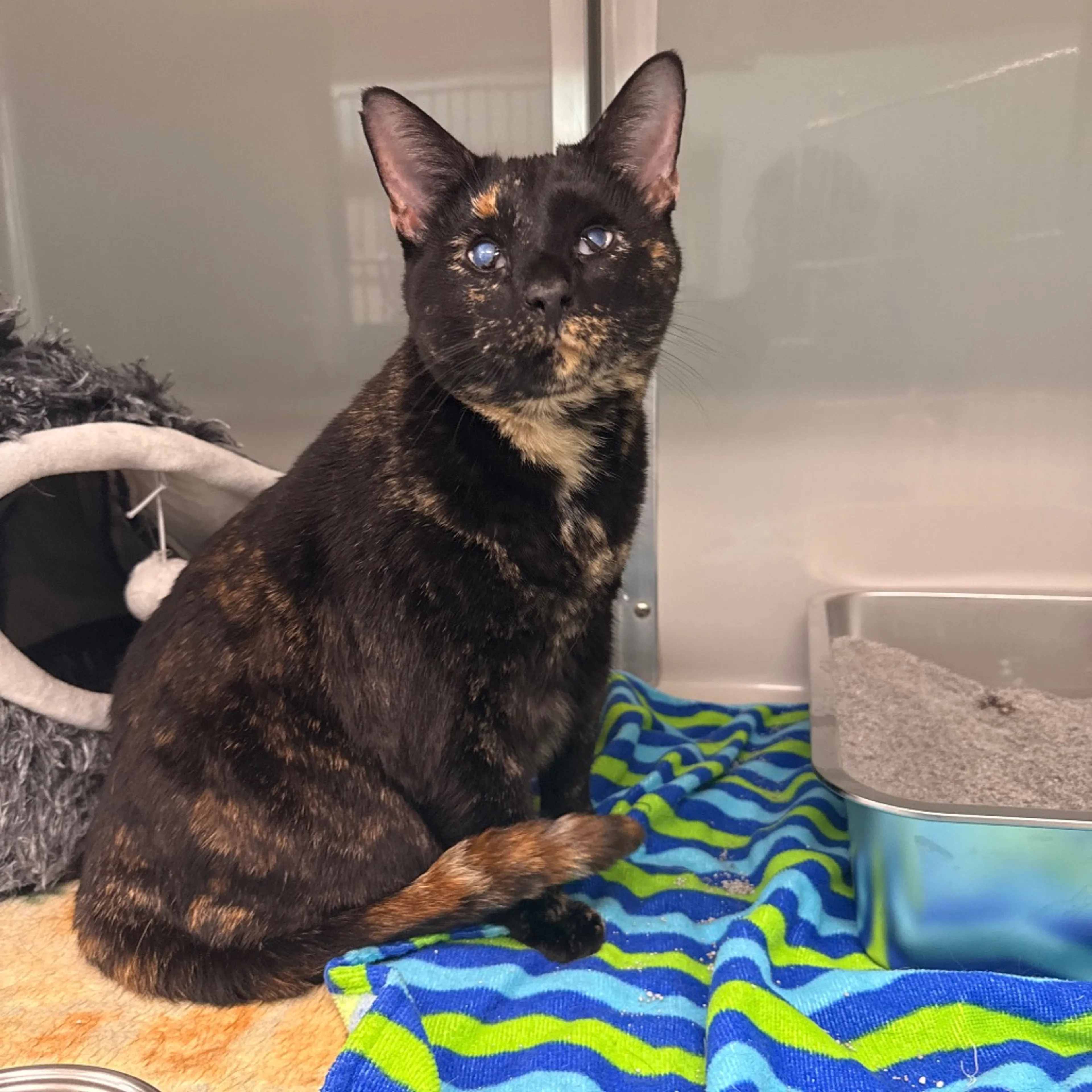 Found pet-2