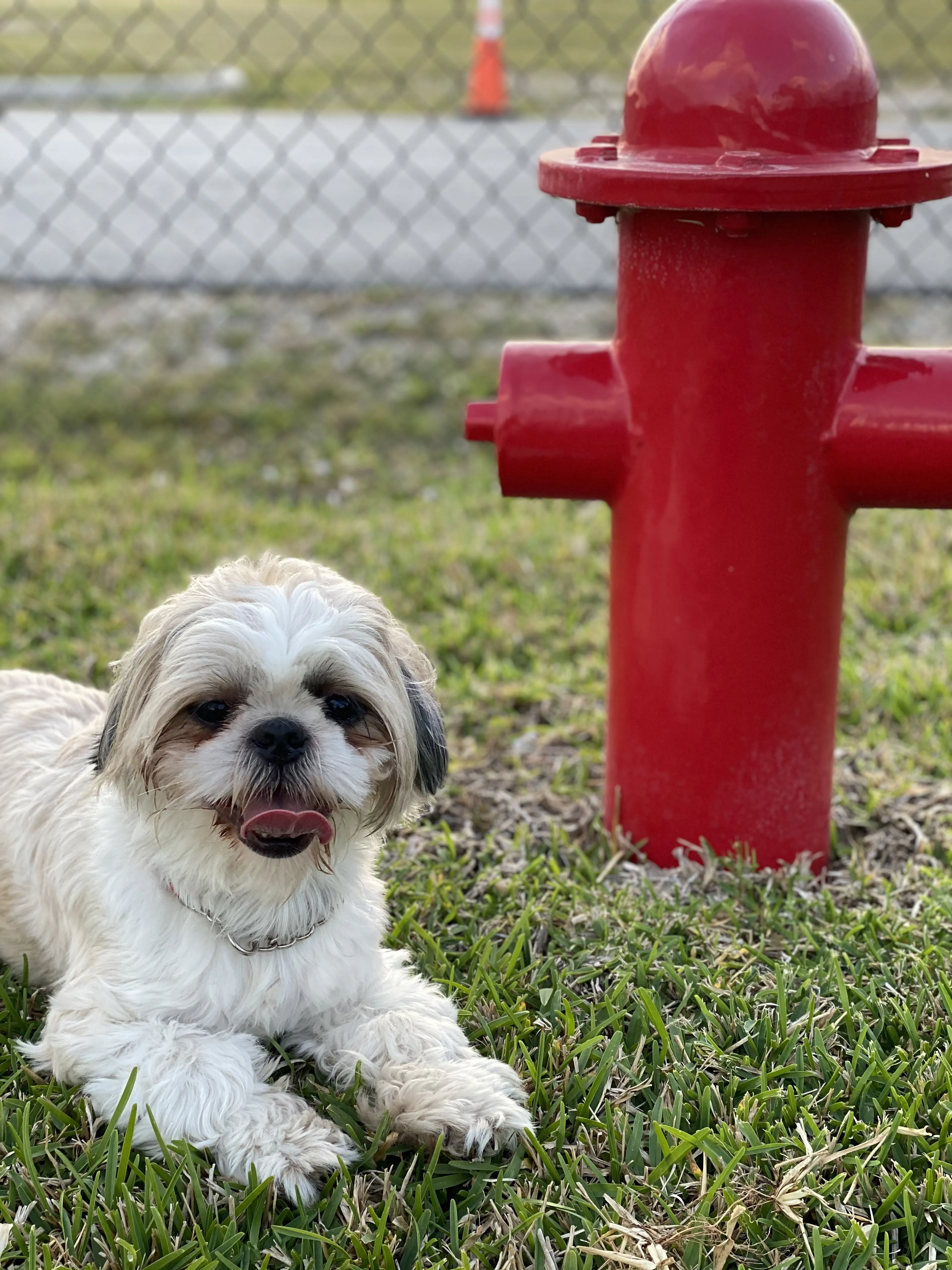 Lost pet