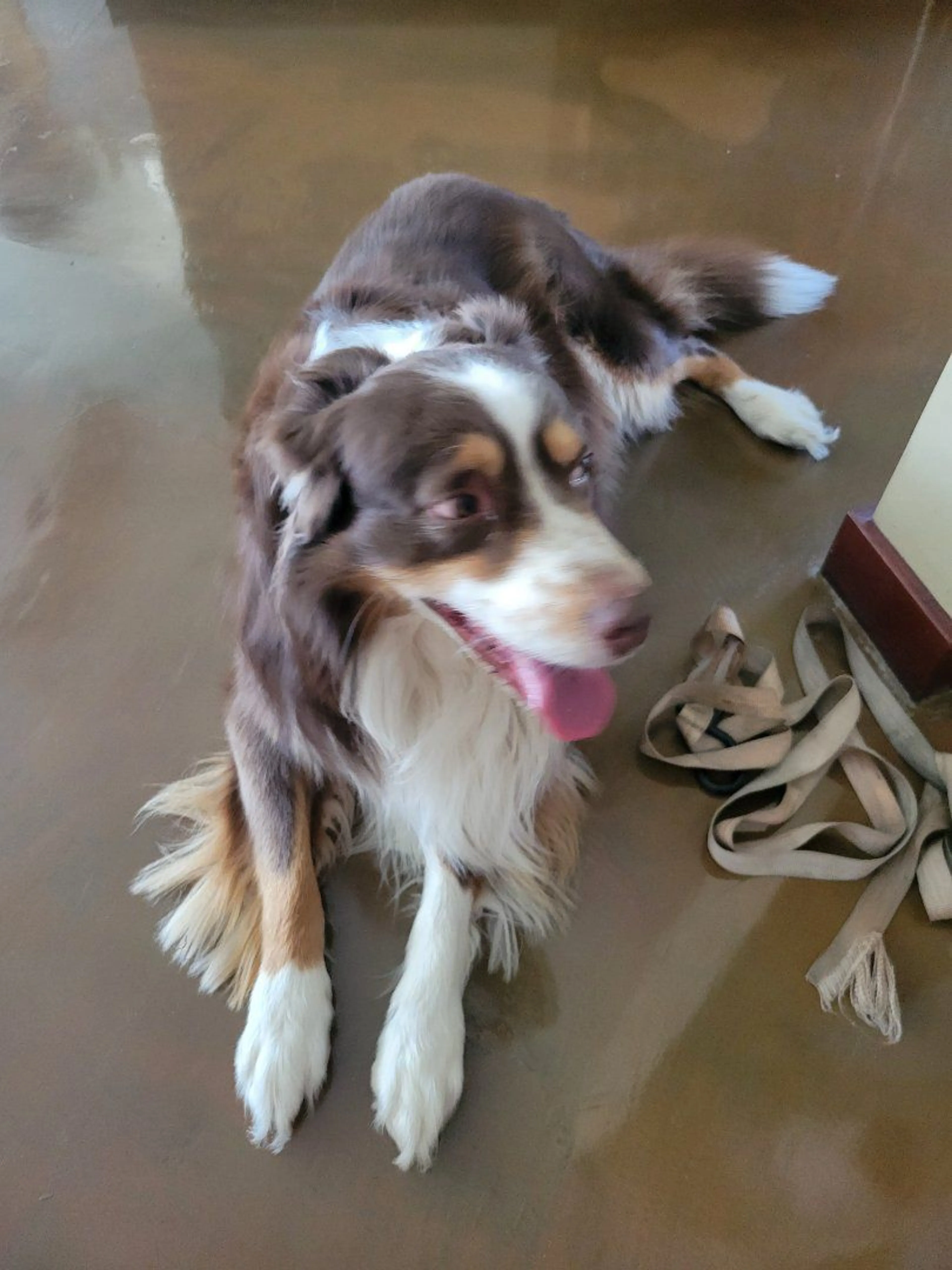 Lost pet