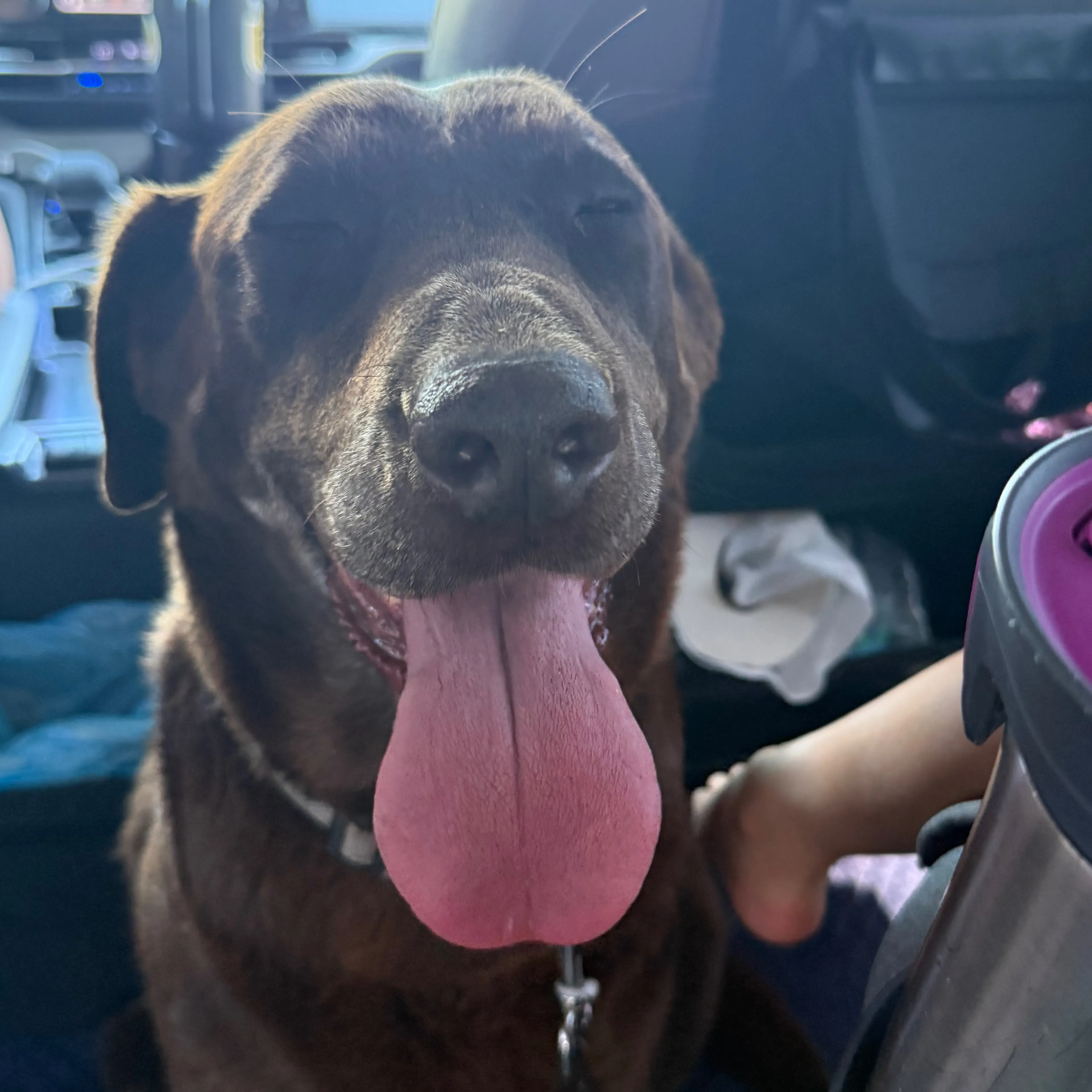 Found pet-1