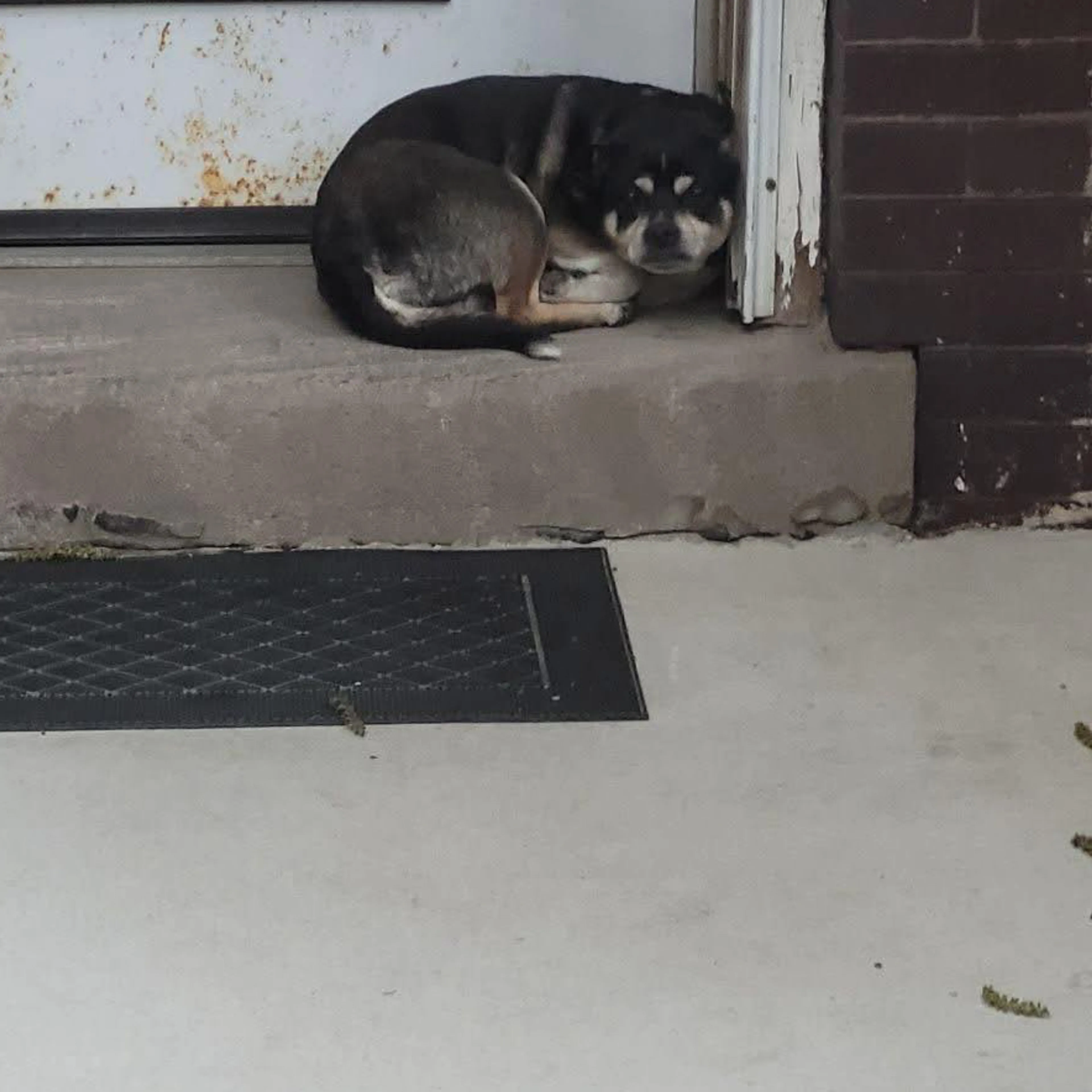 Lost pet-1