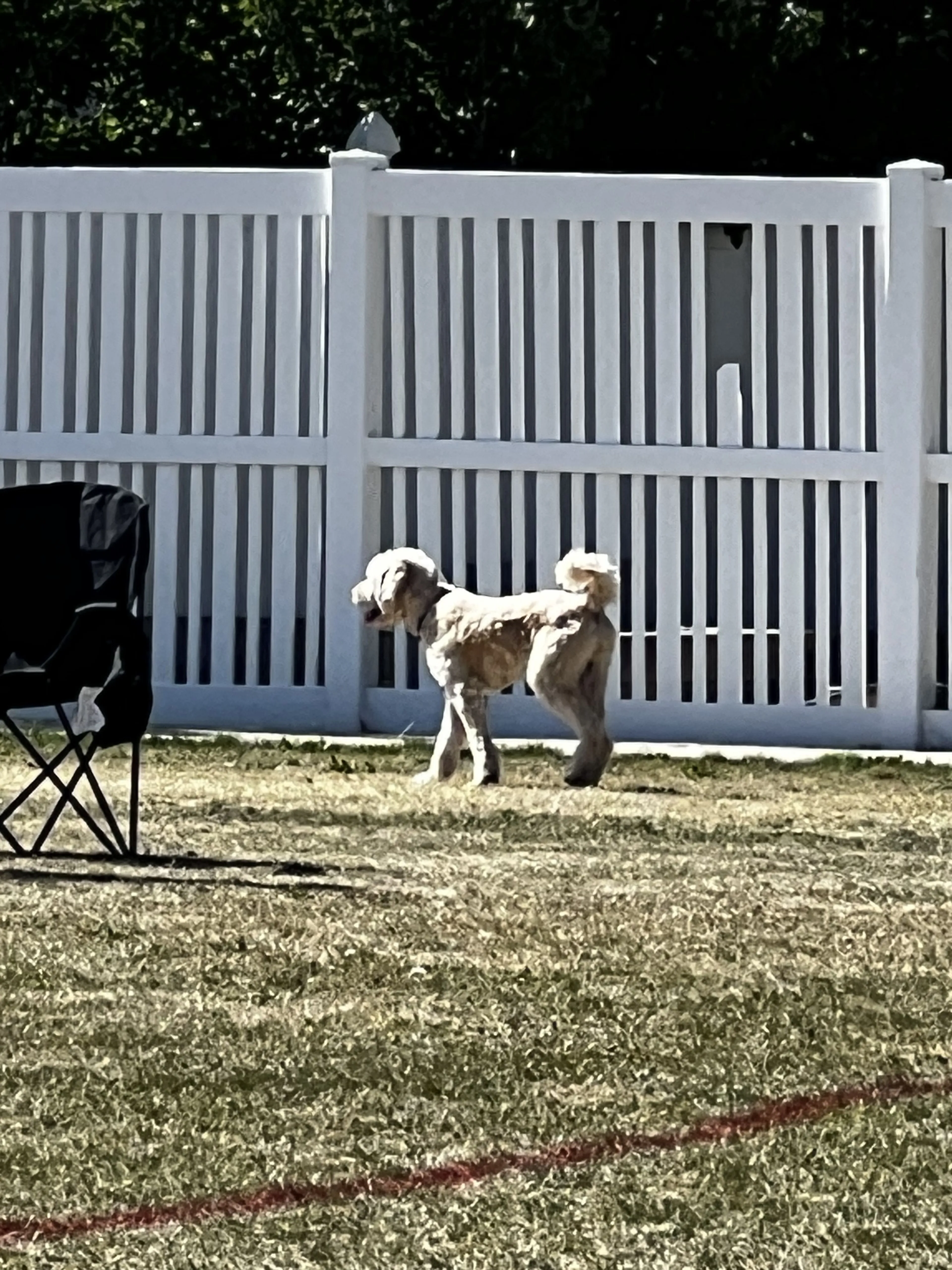 Lost pet