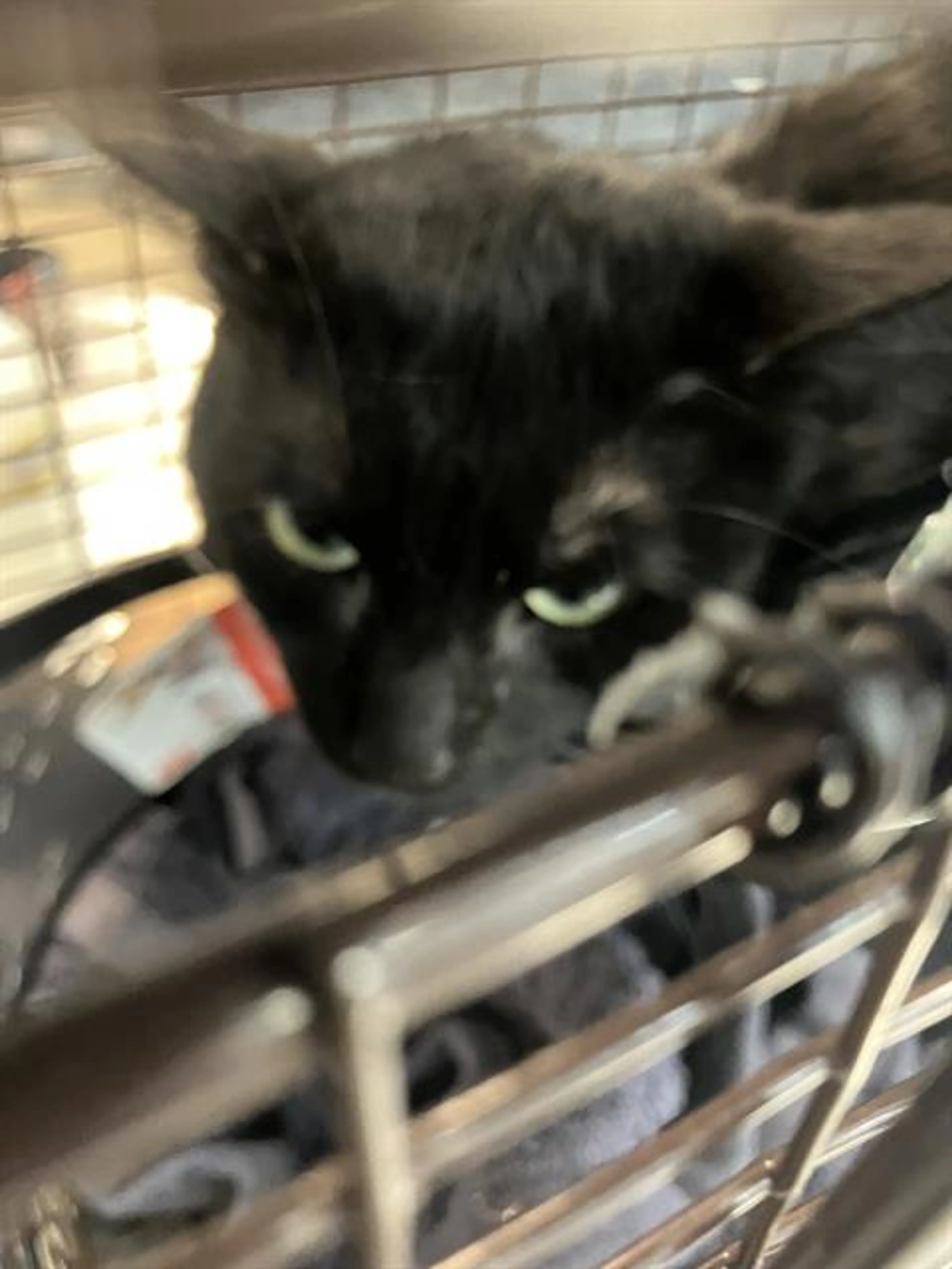 Found pet