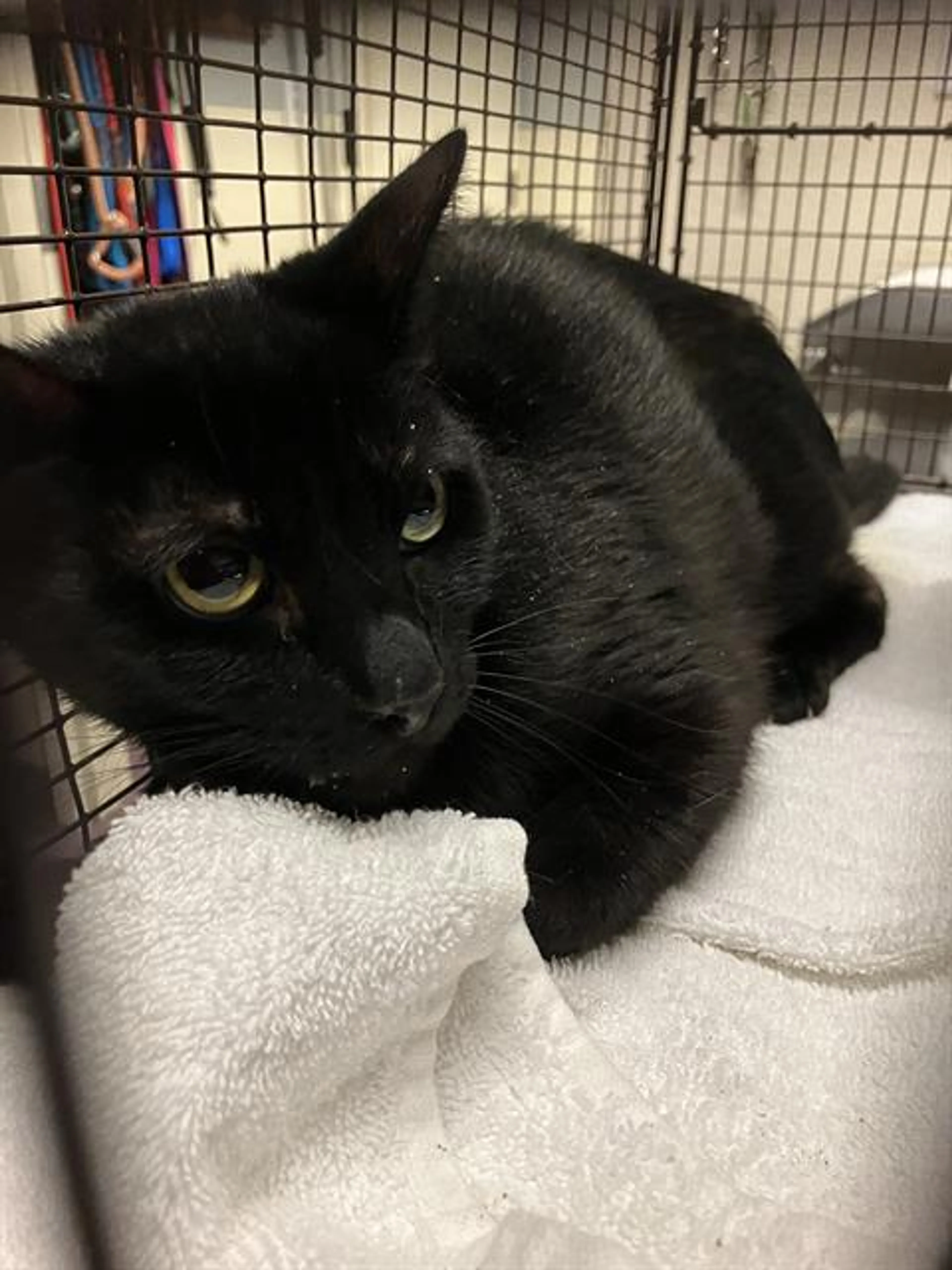 Found pet