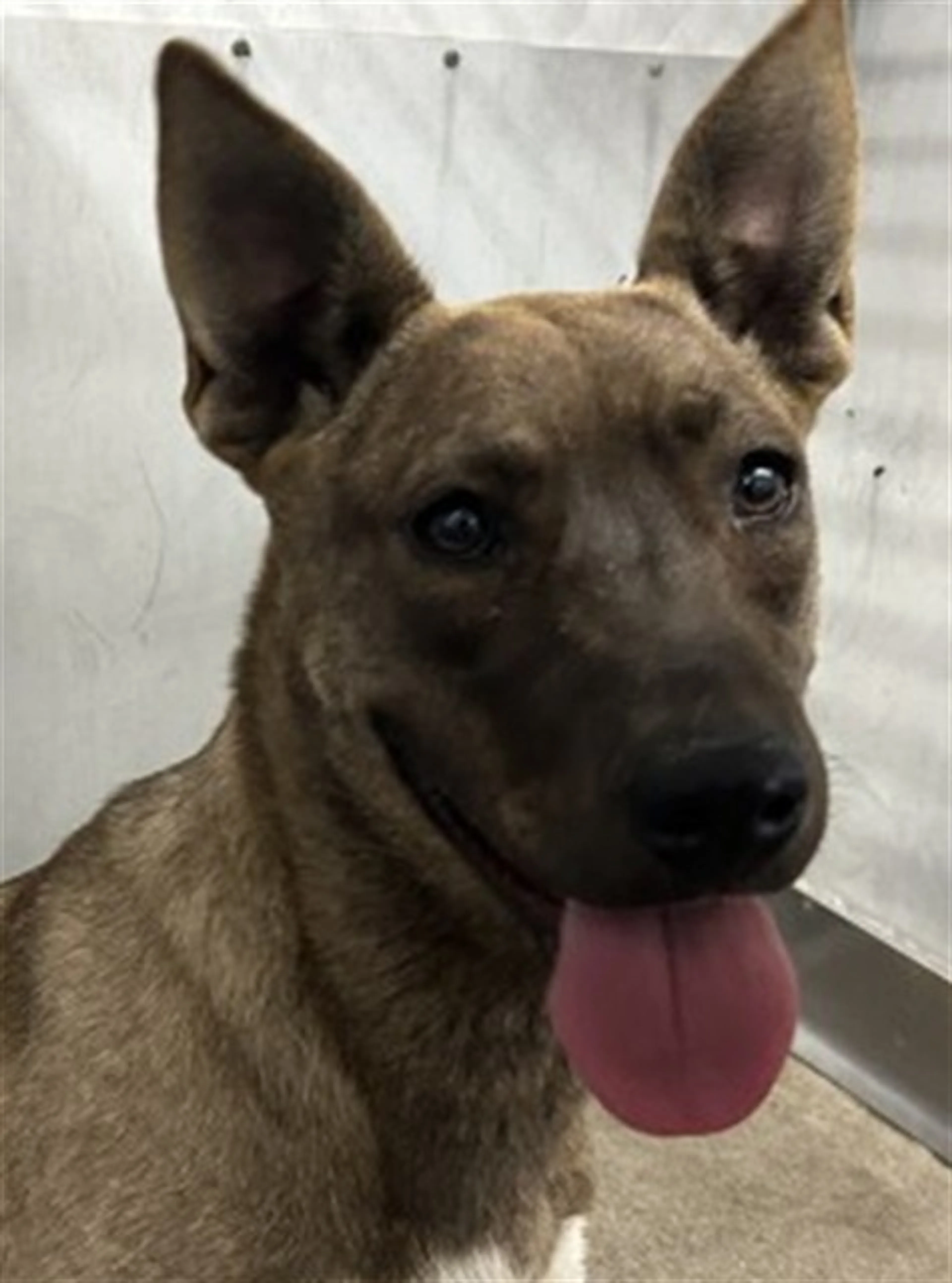 Found pet