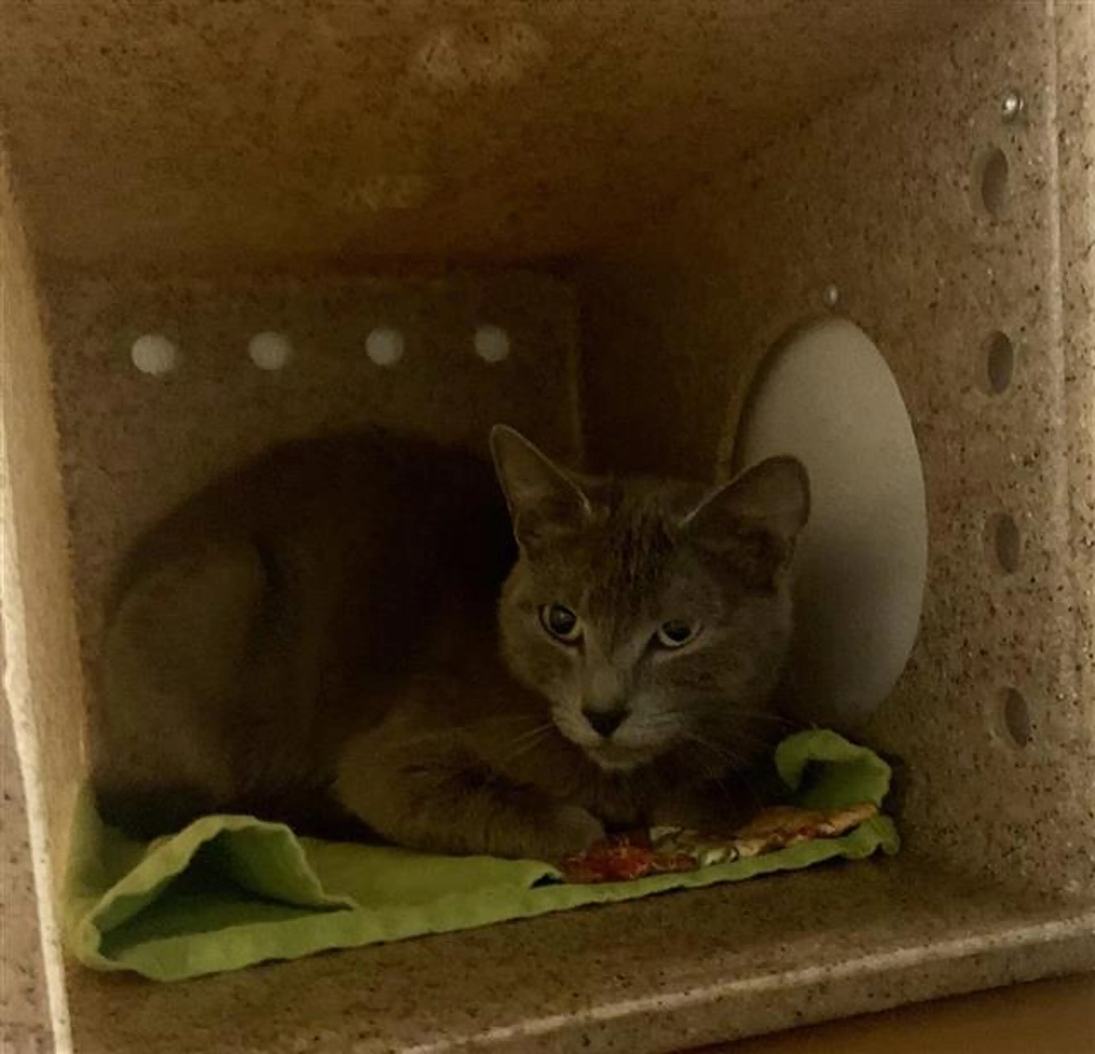Found pet