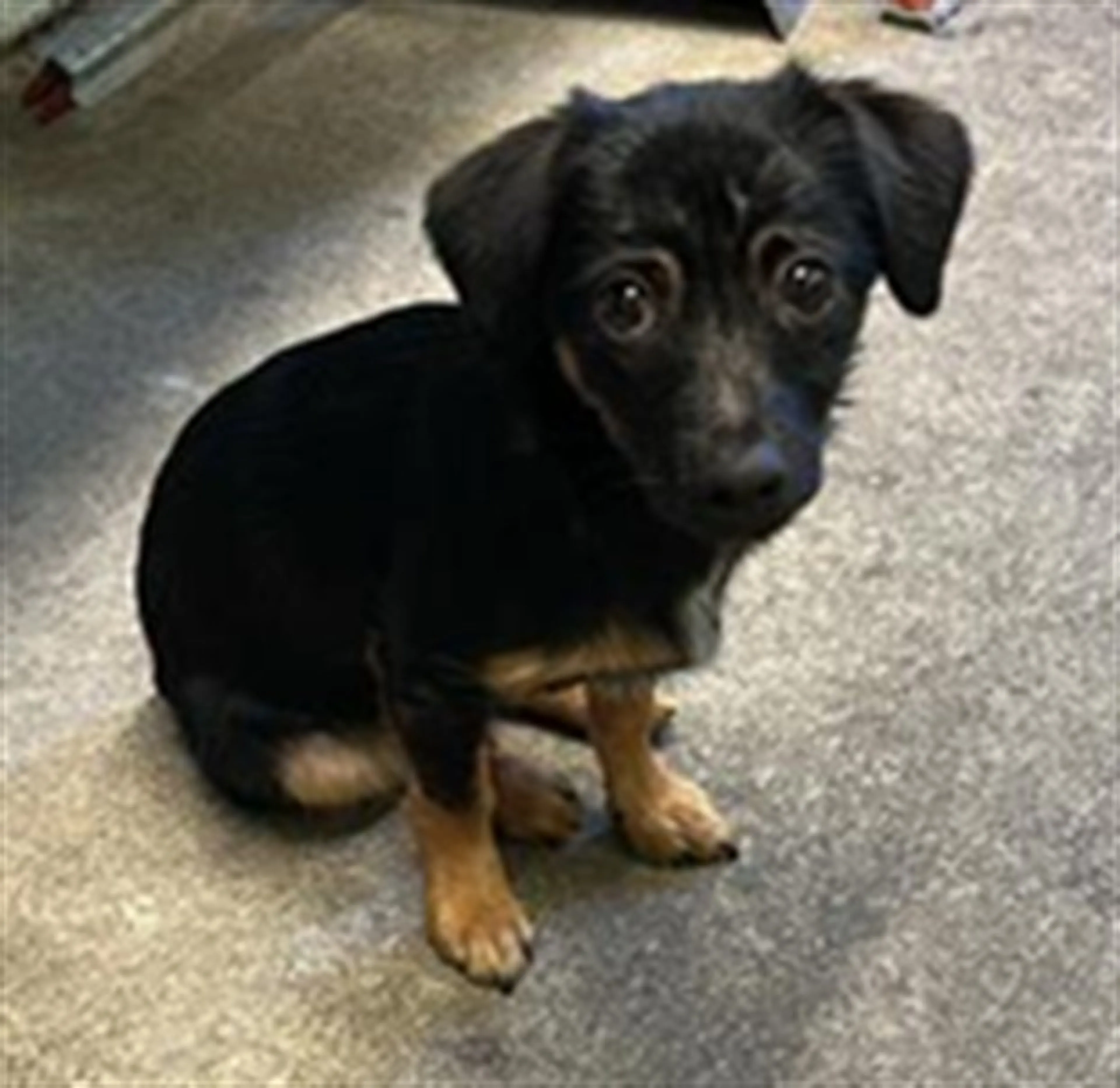 Found pet
