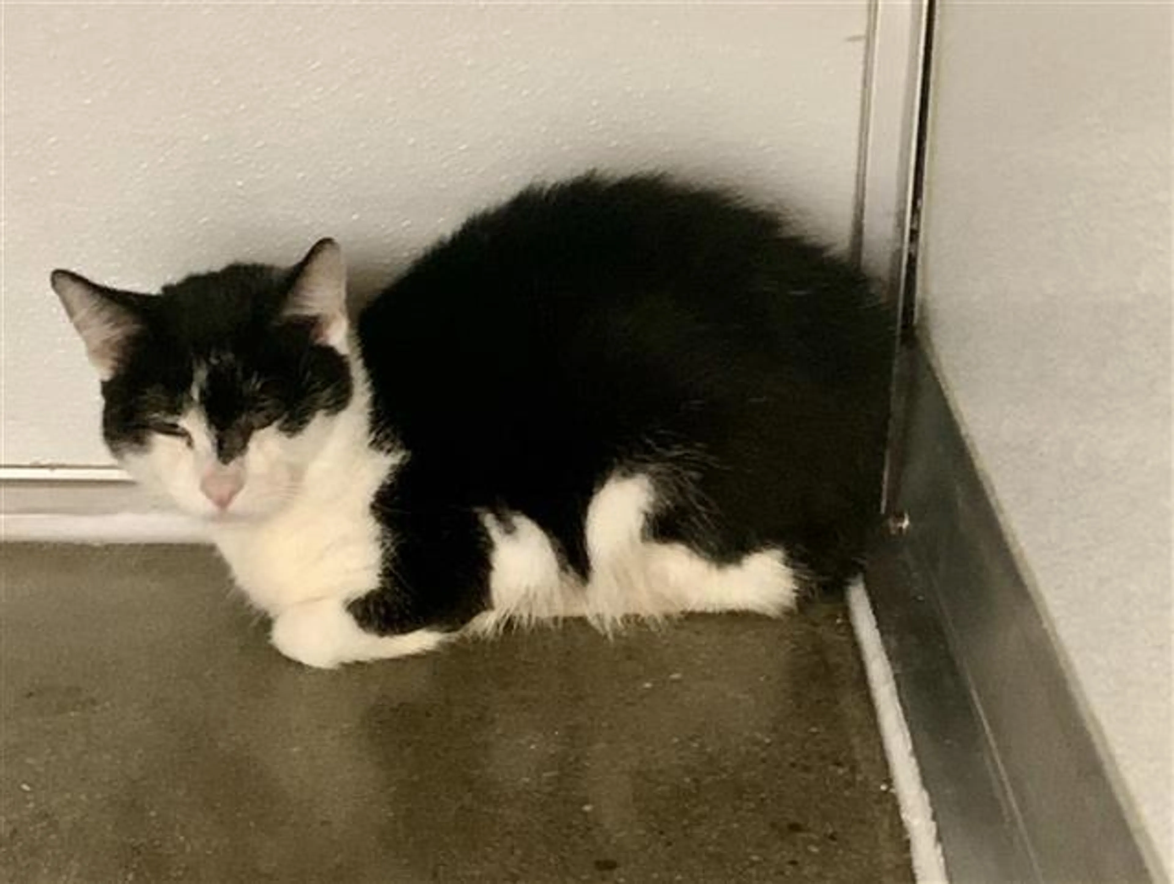 Found pet