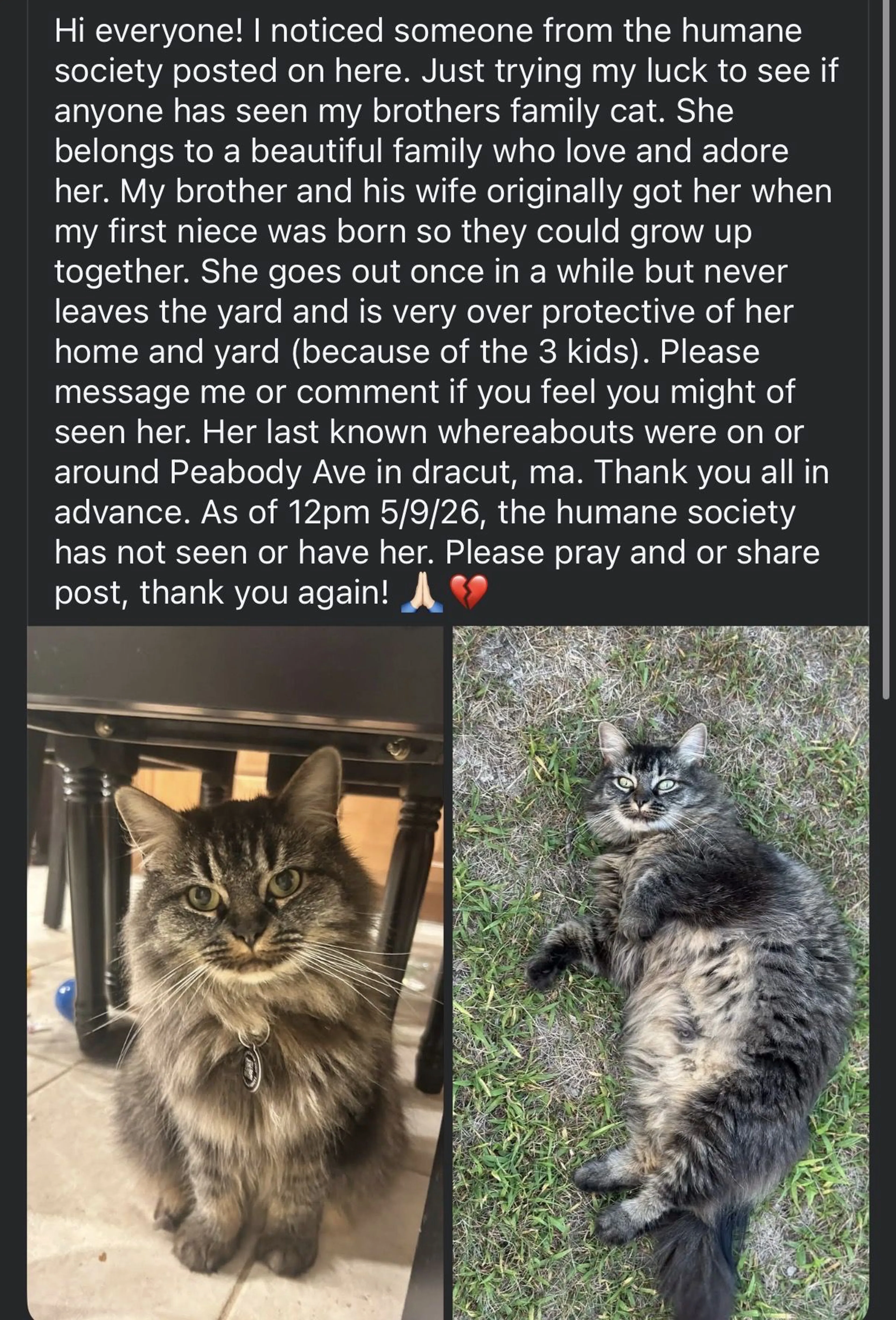 Lost pet