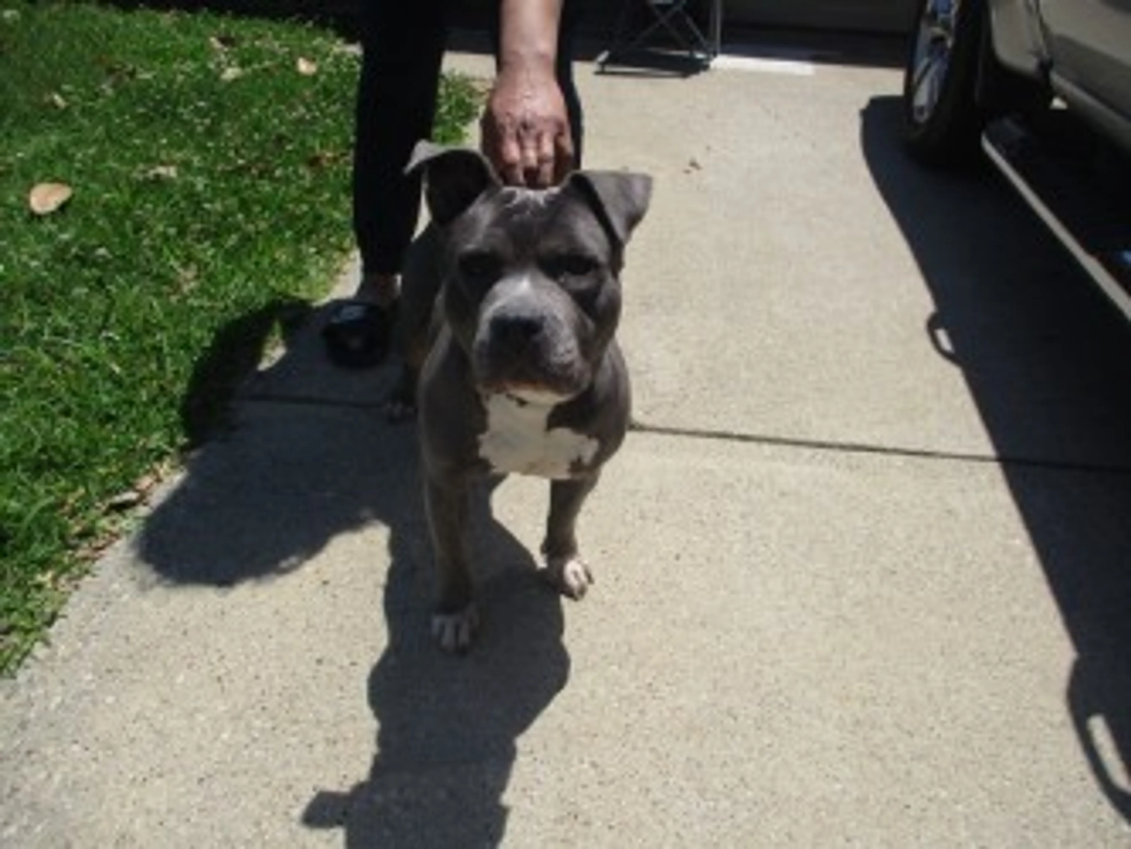 Found pet-1