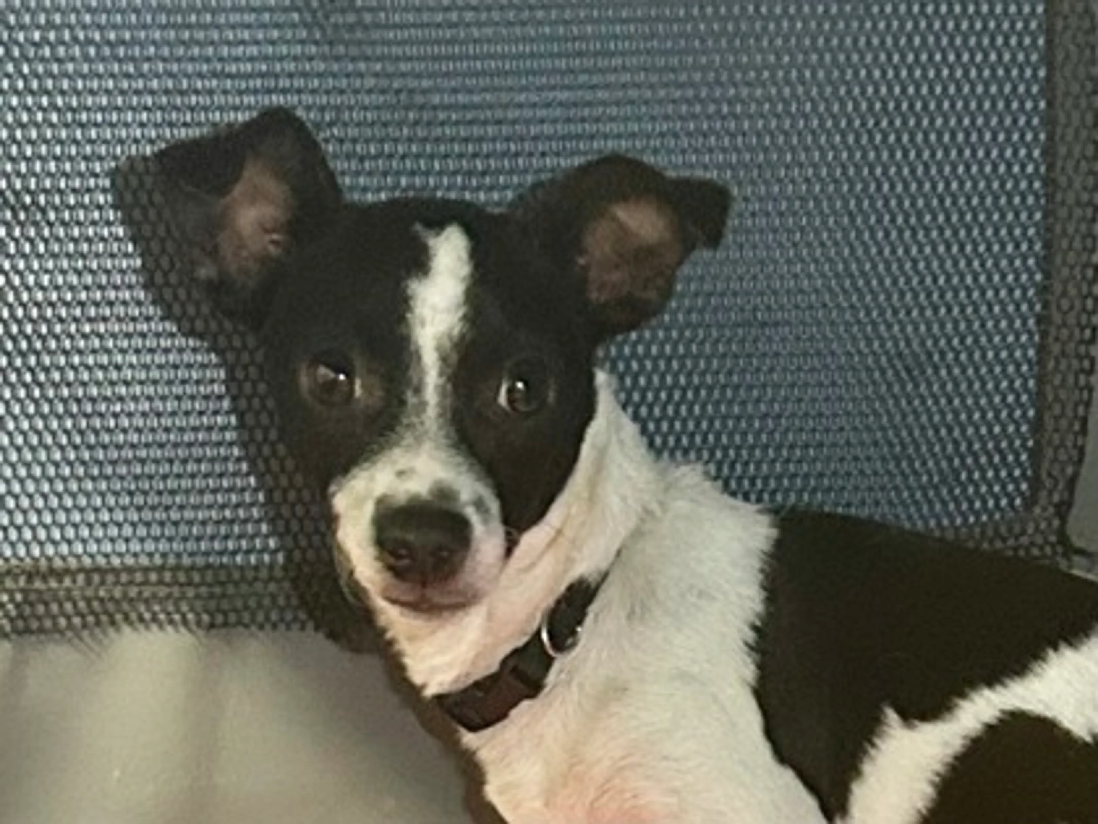 Found pet