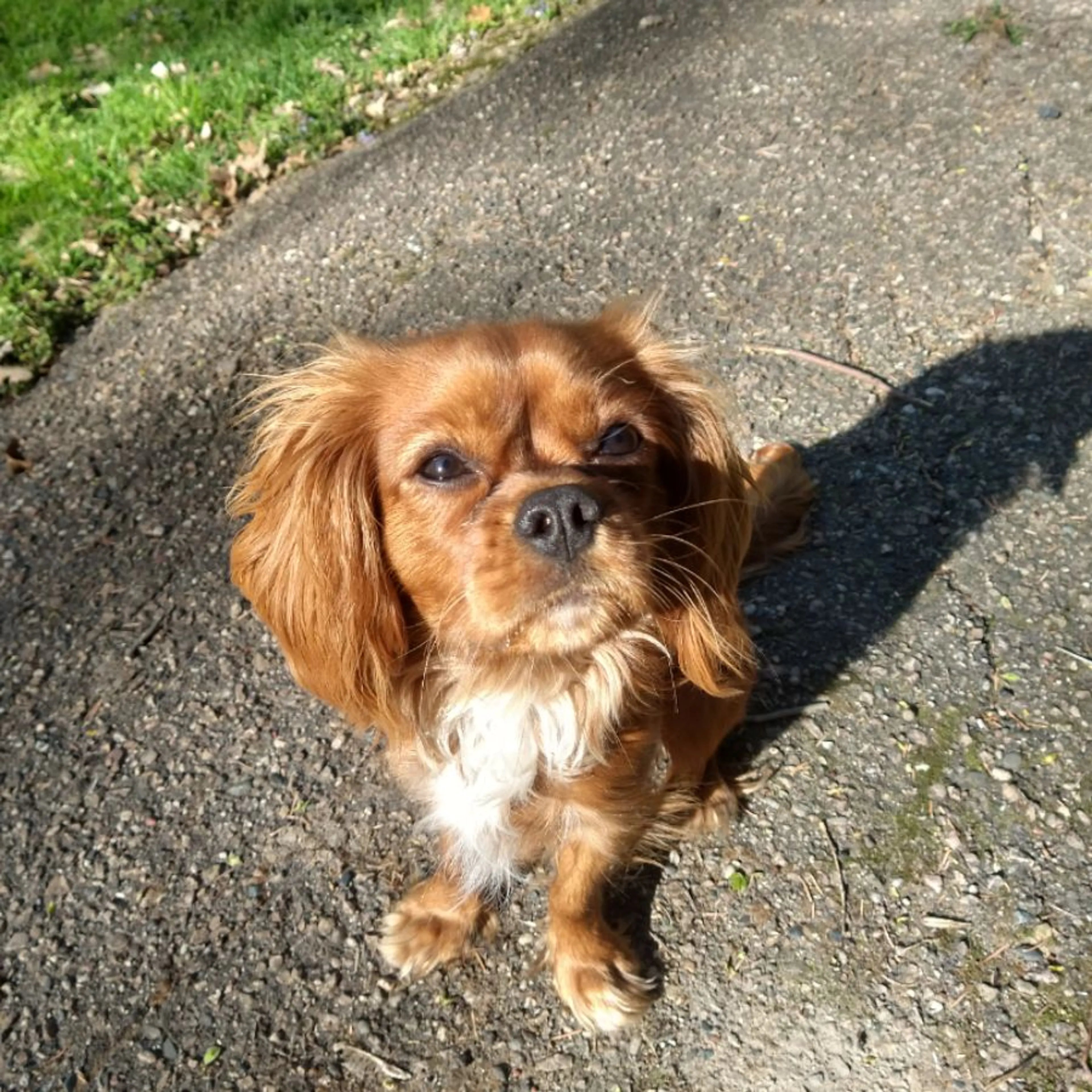 Found pet