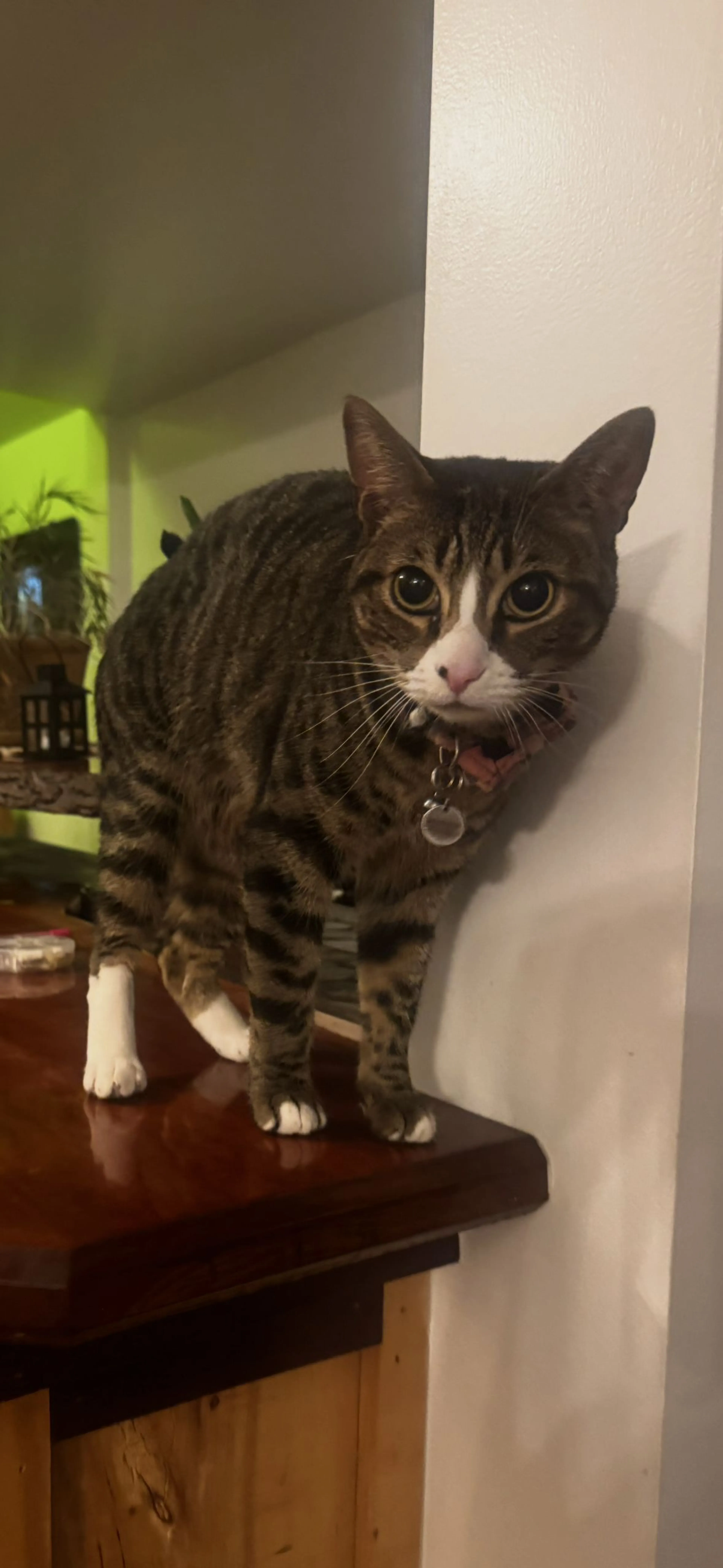 Lost pet