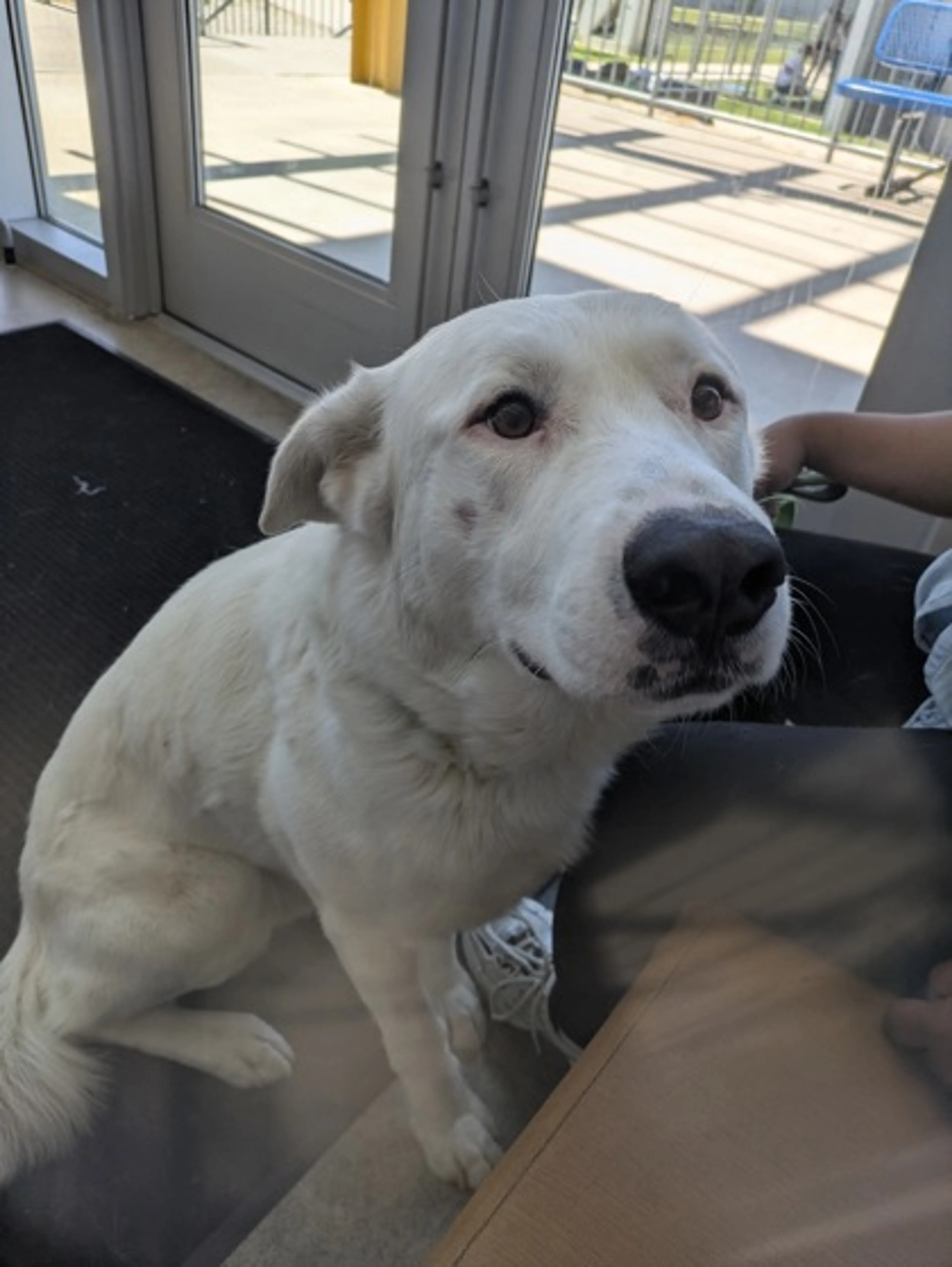 Found pet