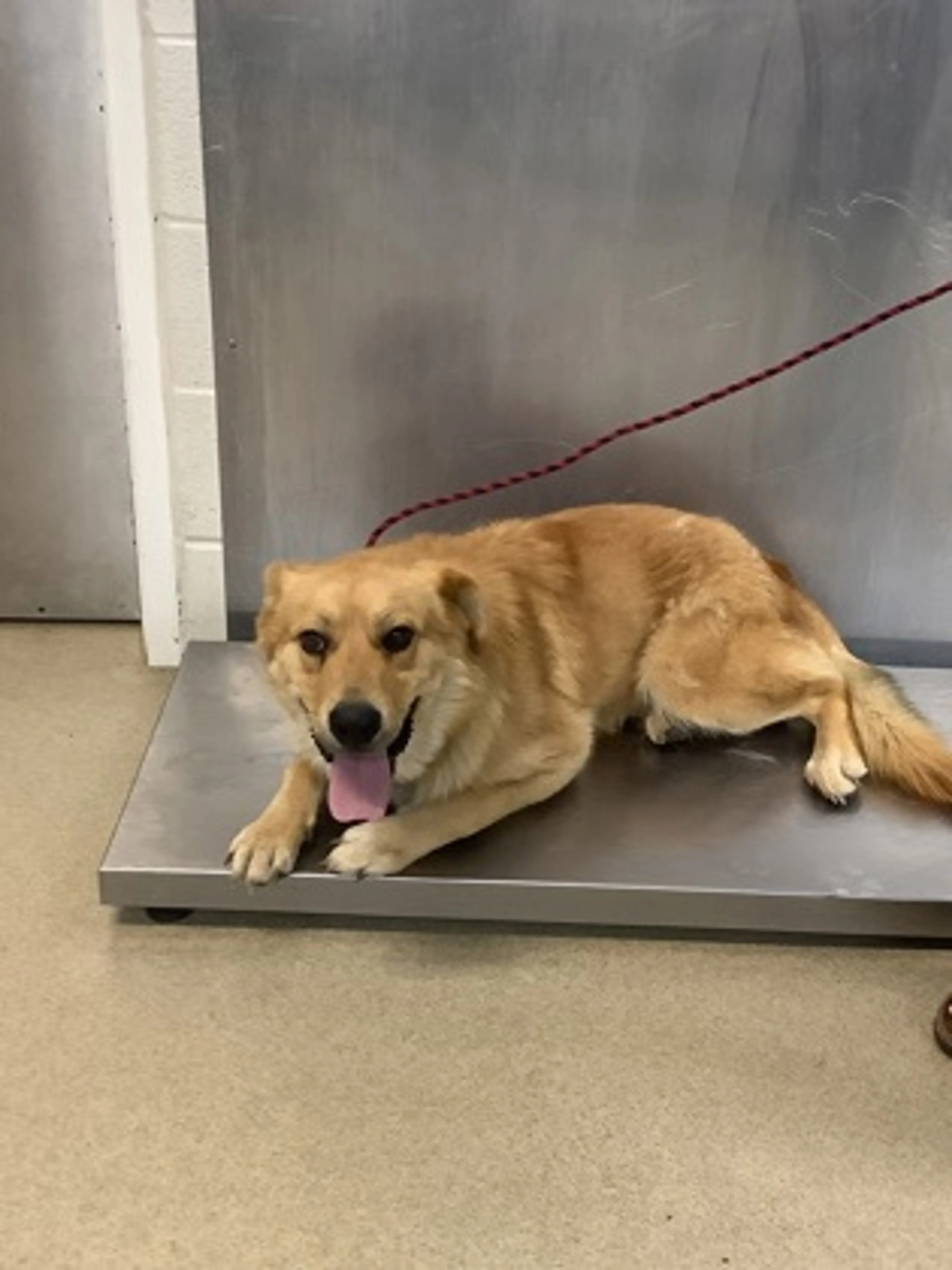Found pet