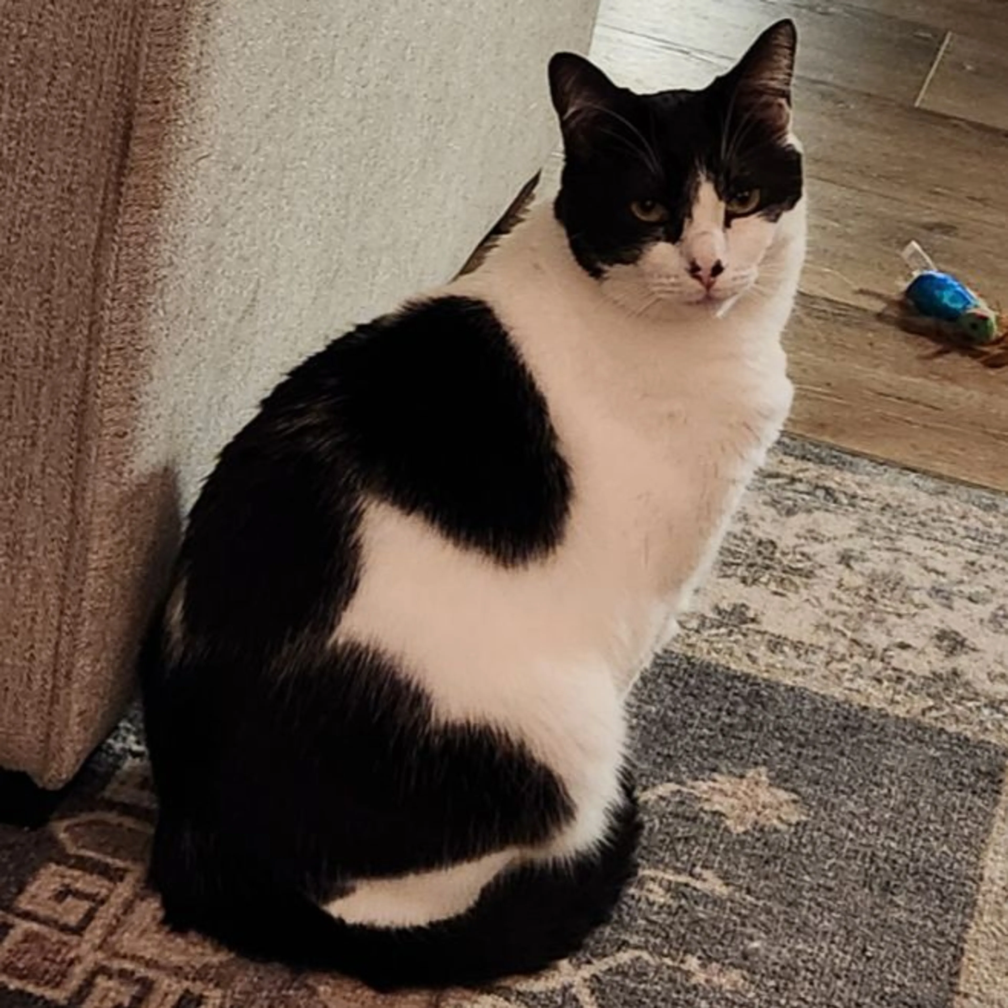 Lost pet