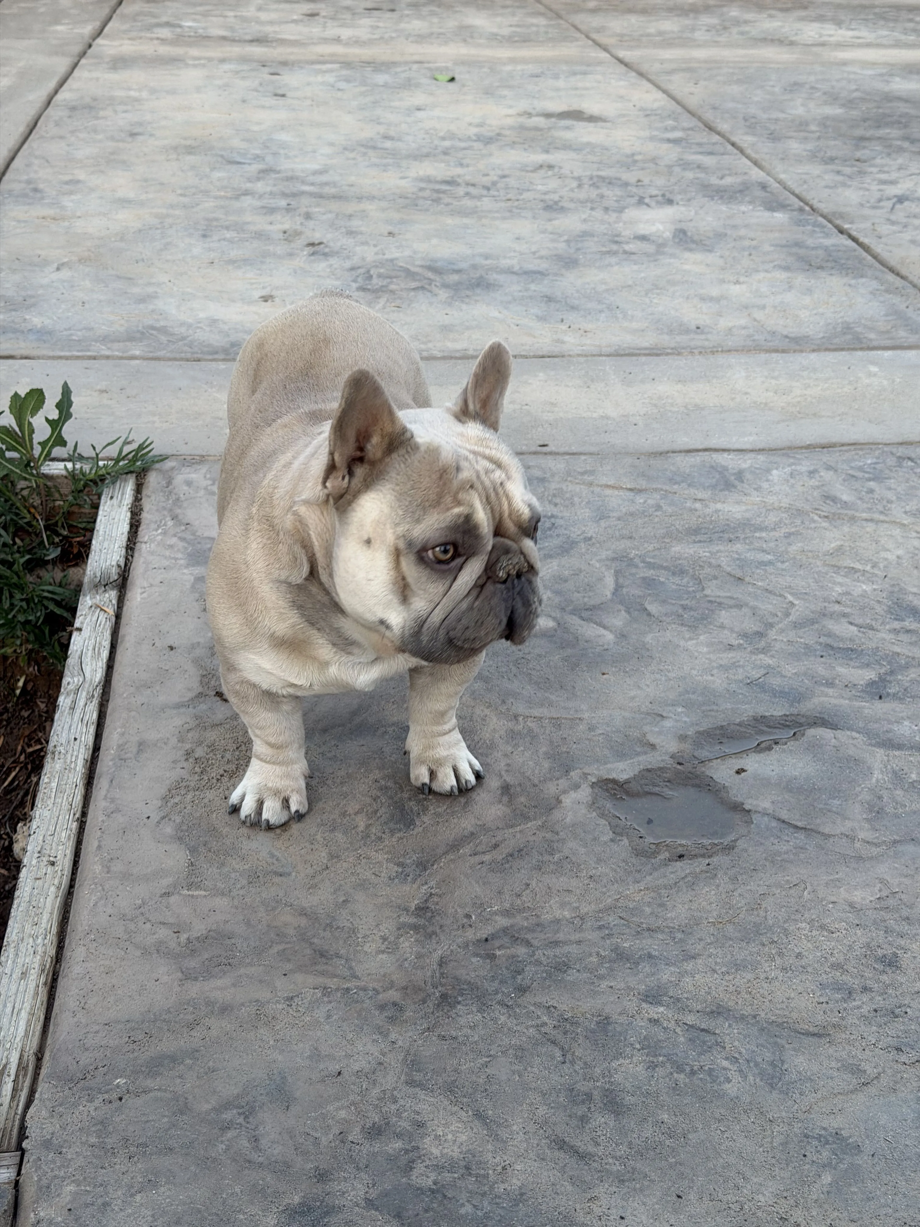 Lost pet