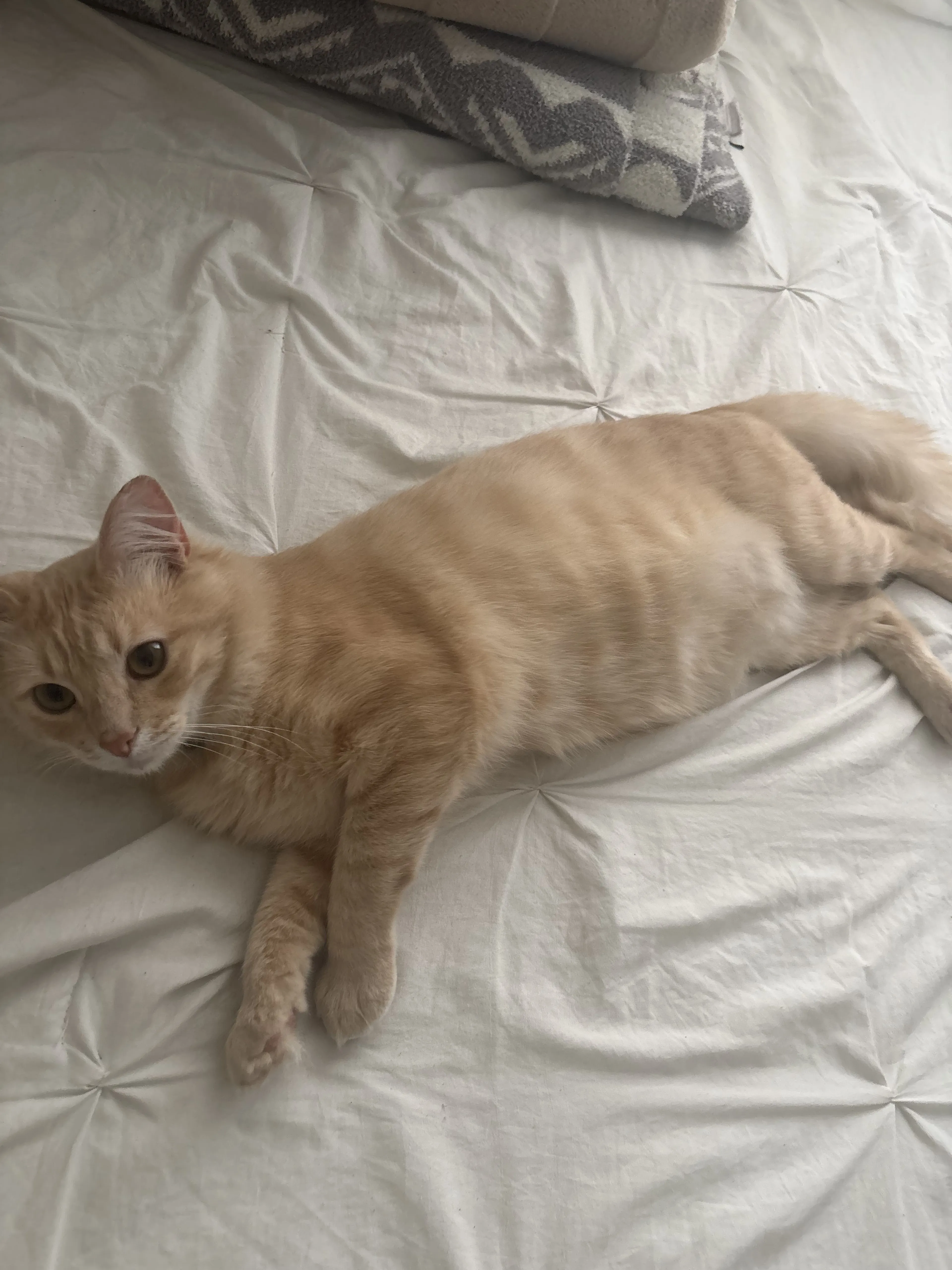 Lost pet-1