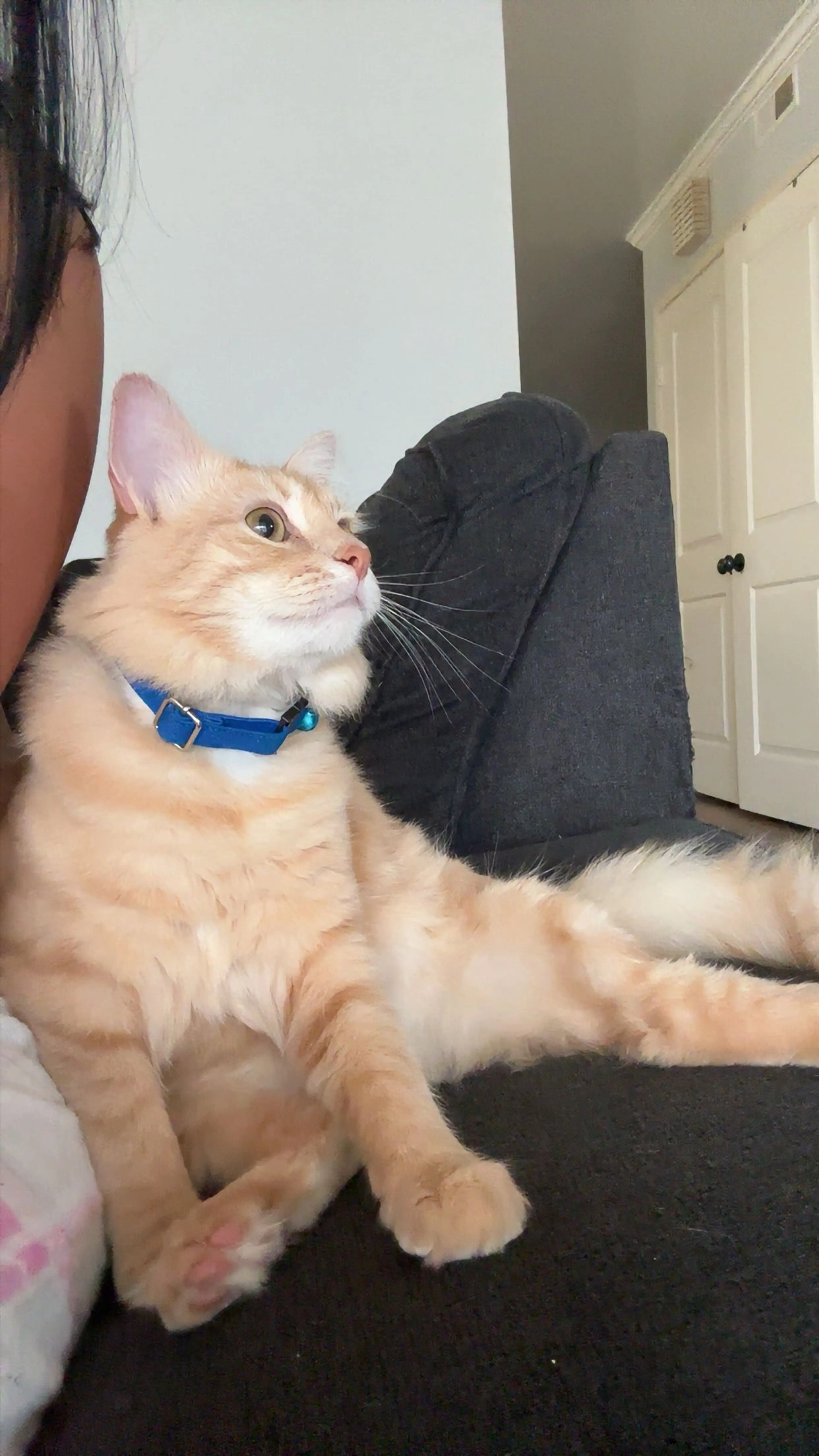 Lost pet-2