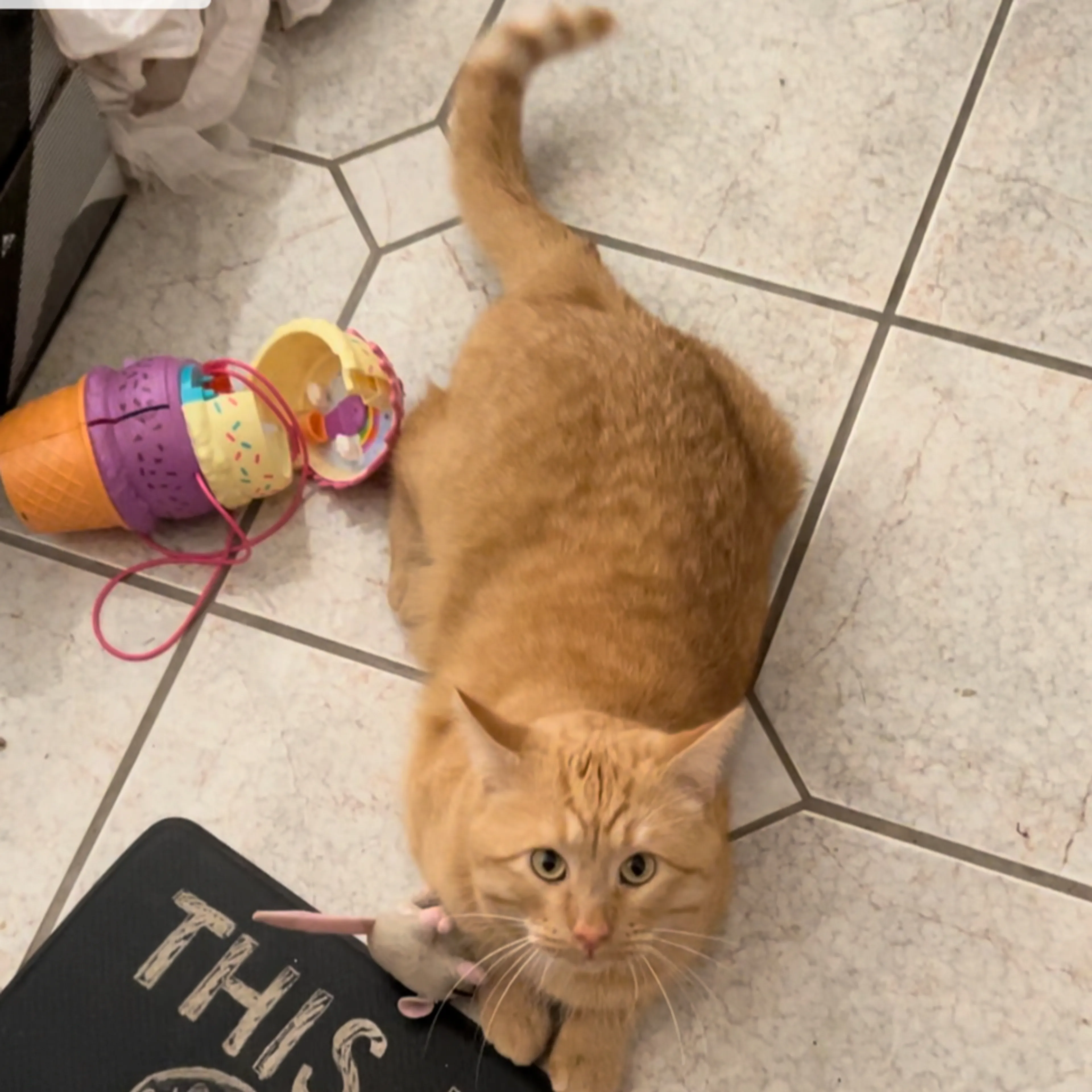 Lost pet-1