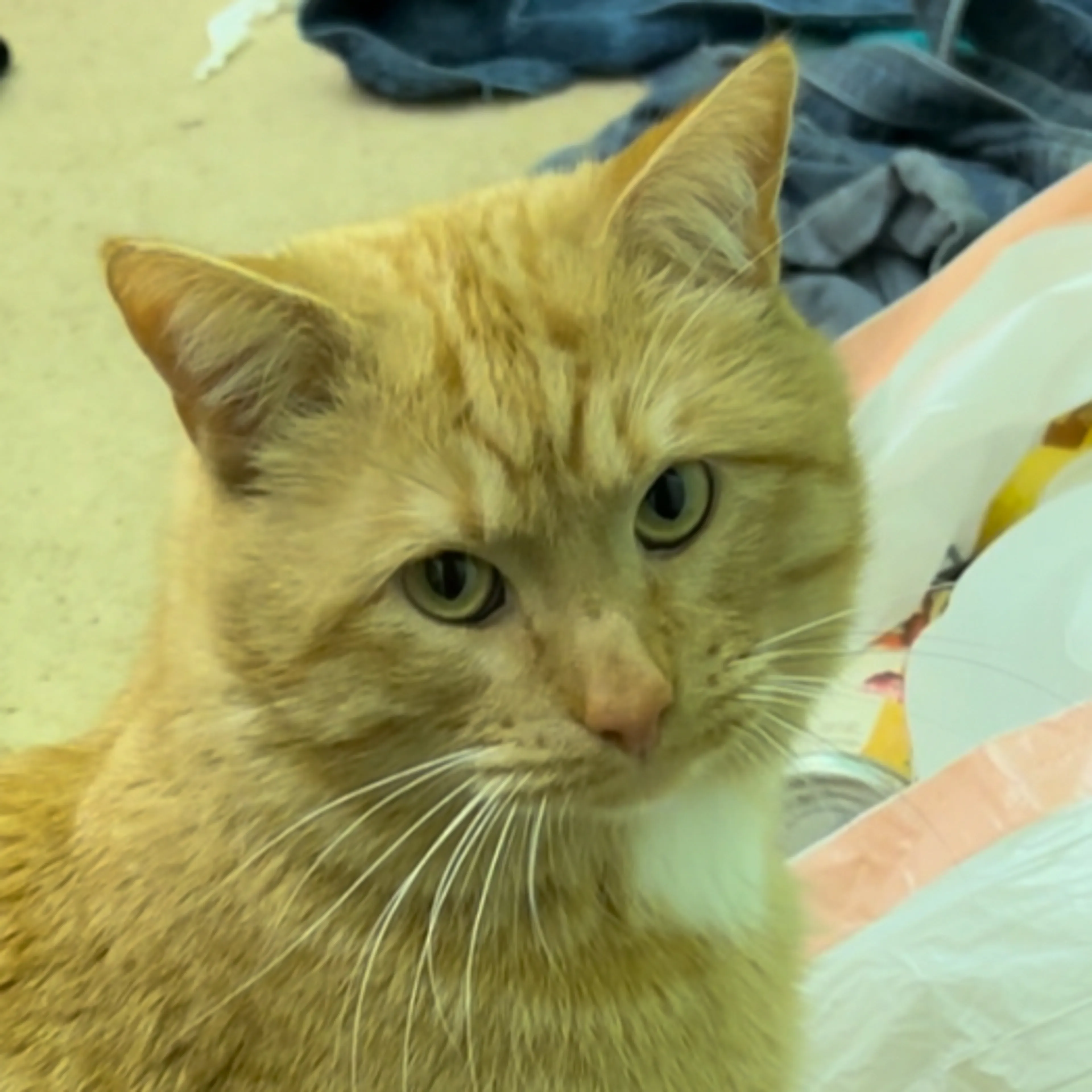 Lost pet-2