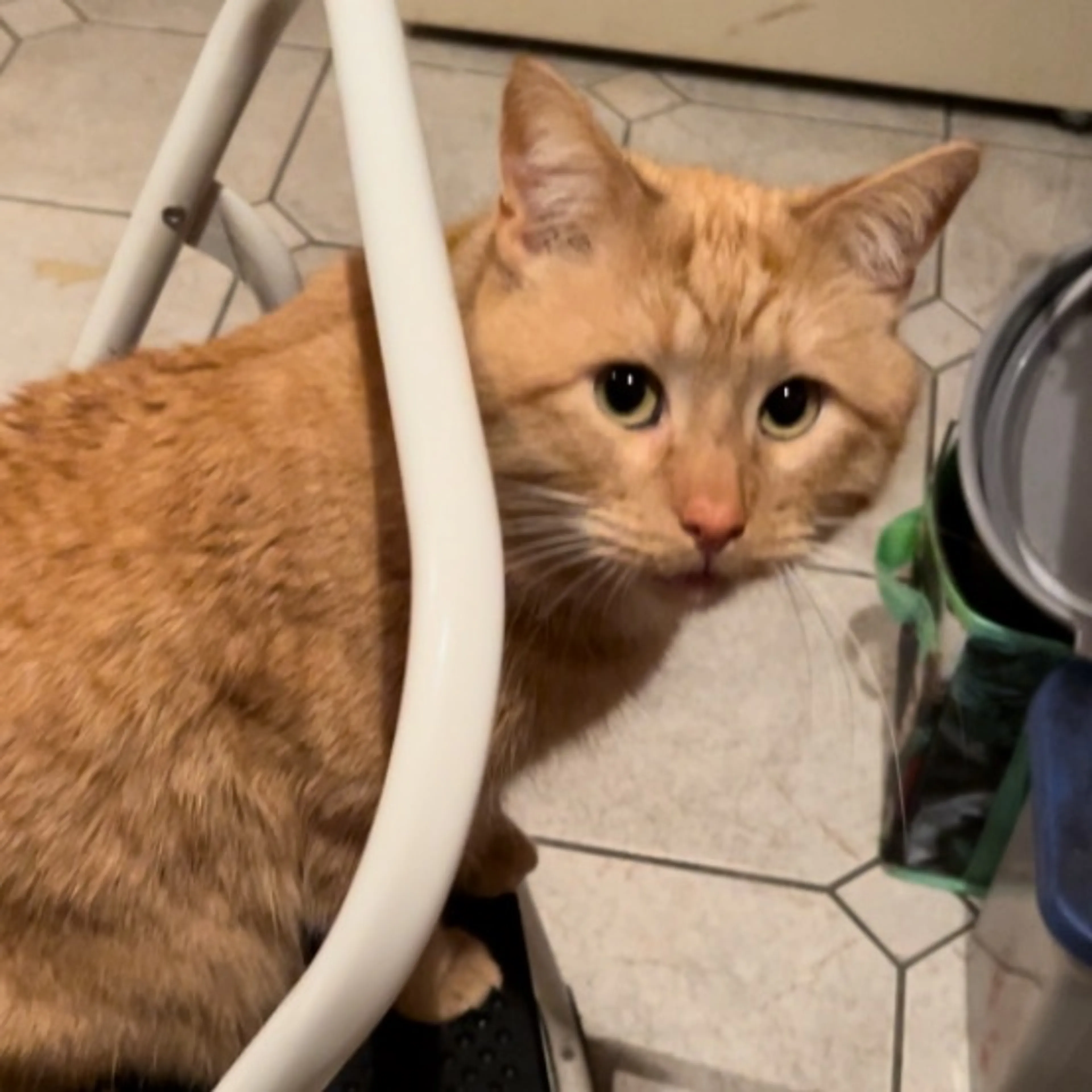 Lost pet-0