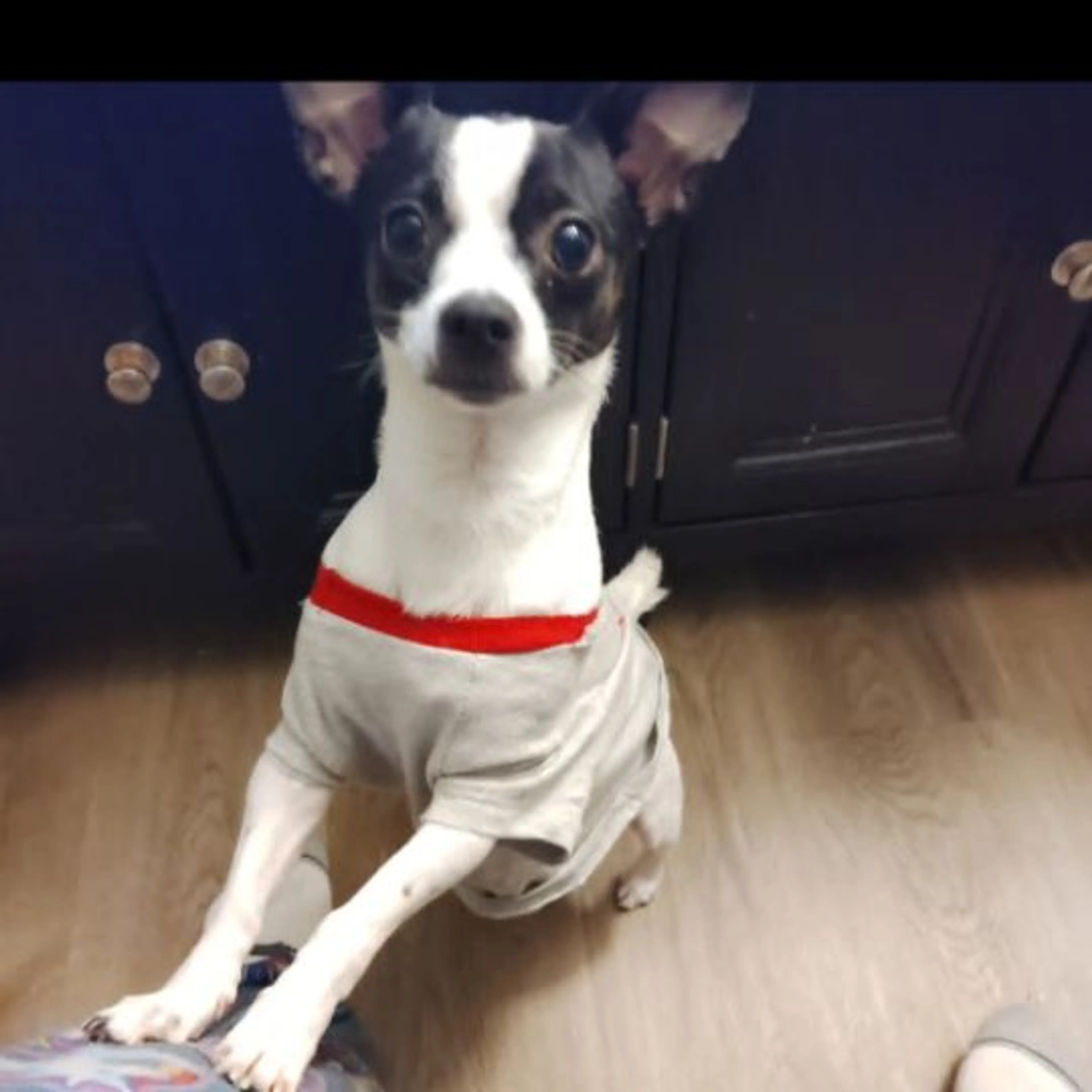 Lost pet