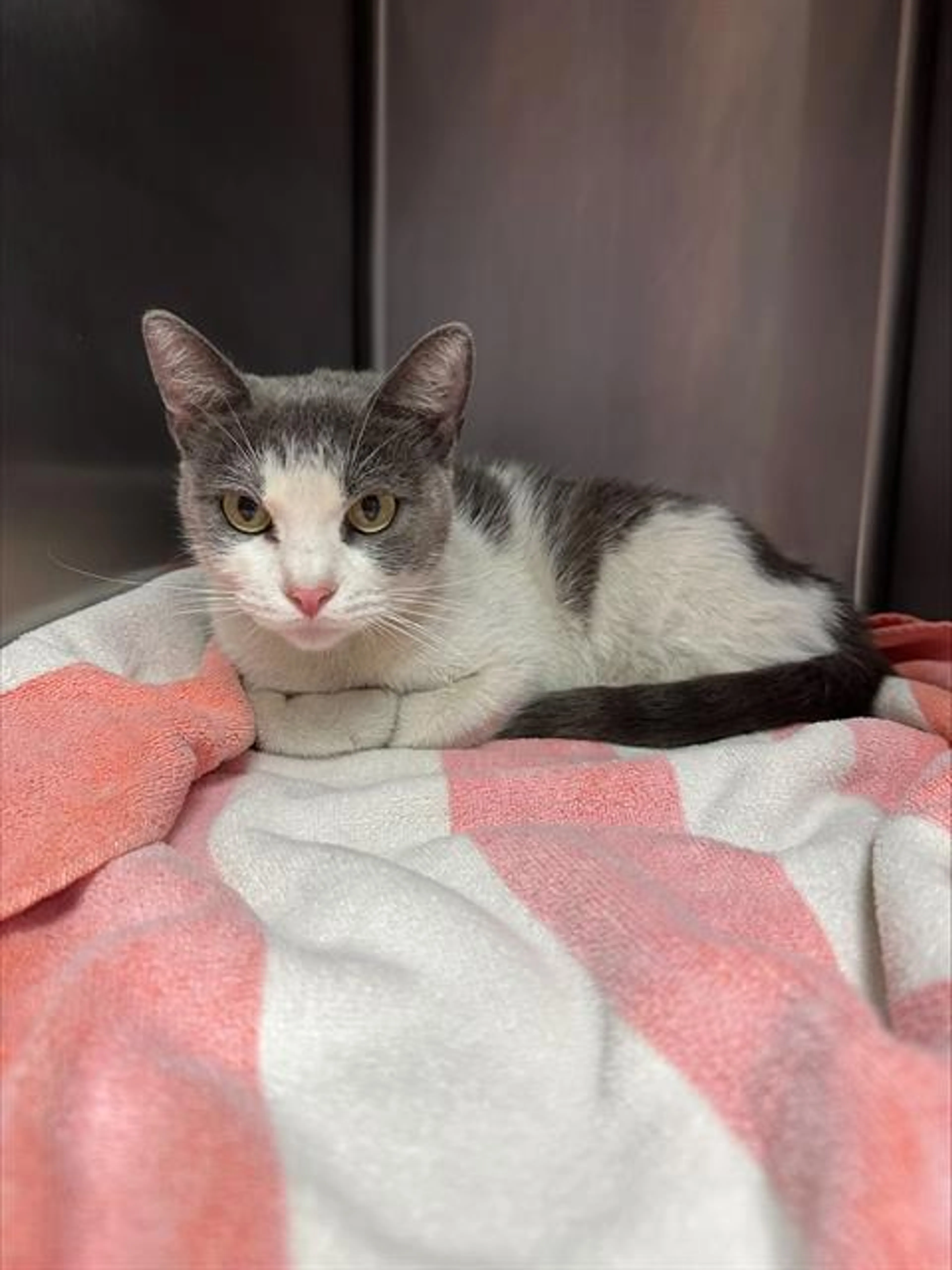 Found pet