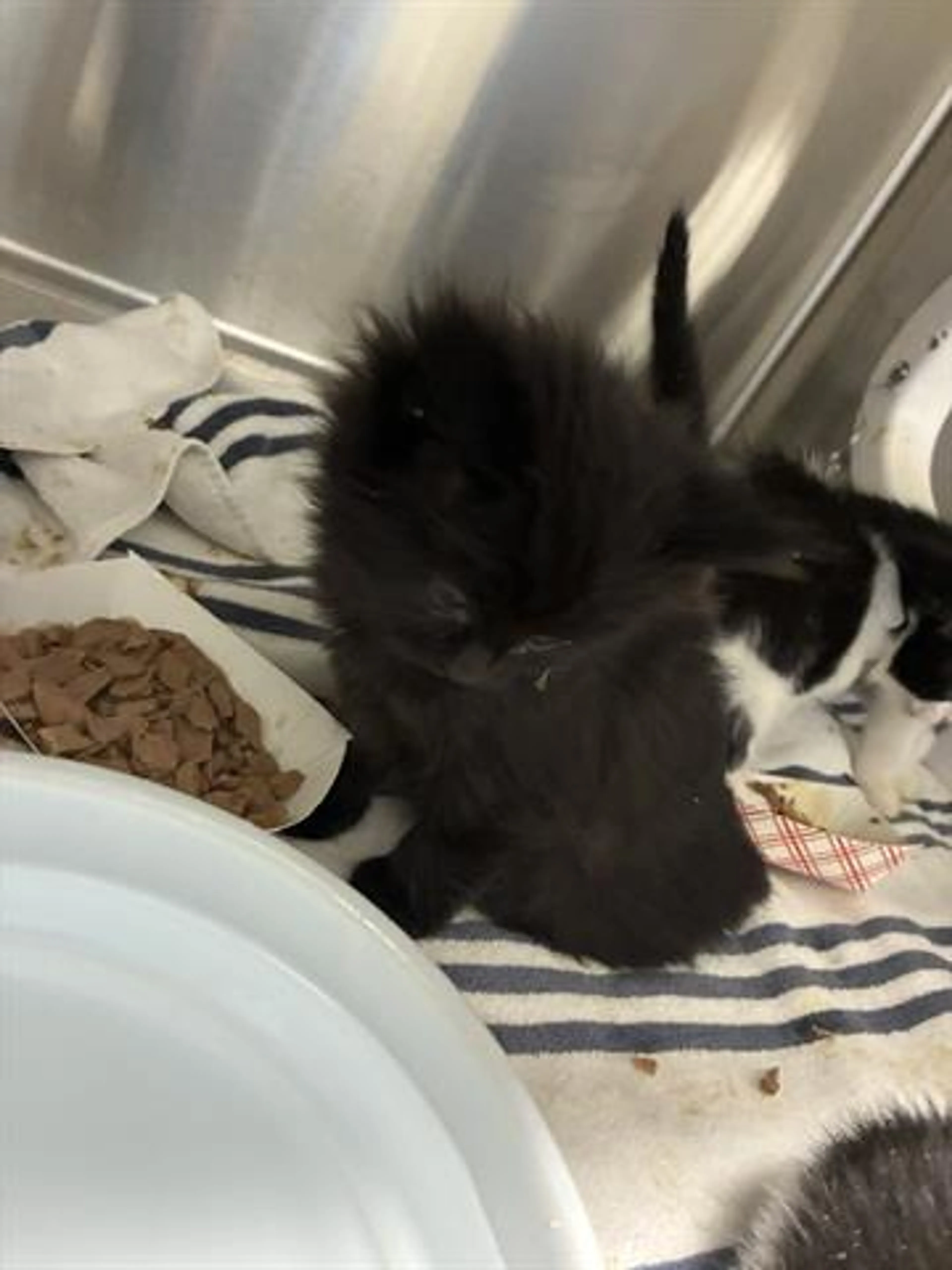 Found pet