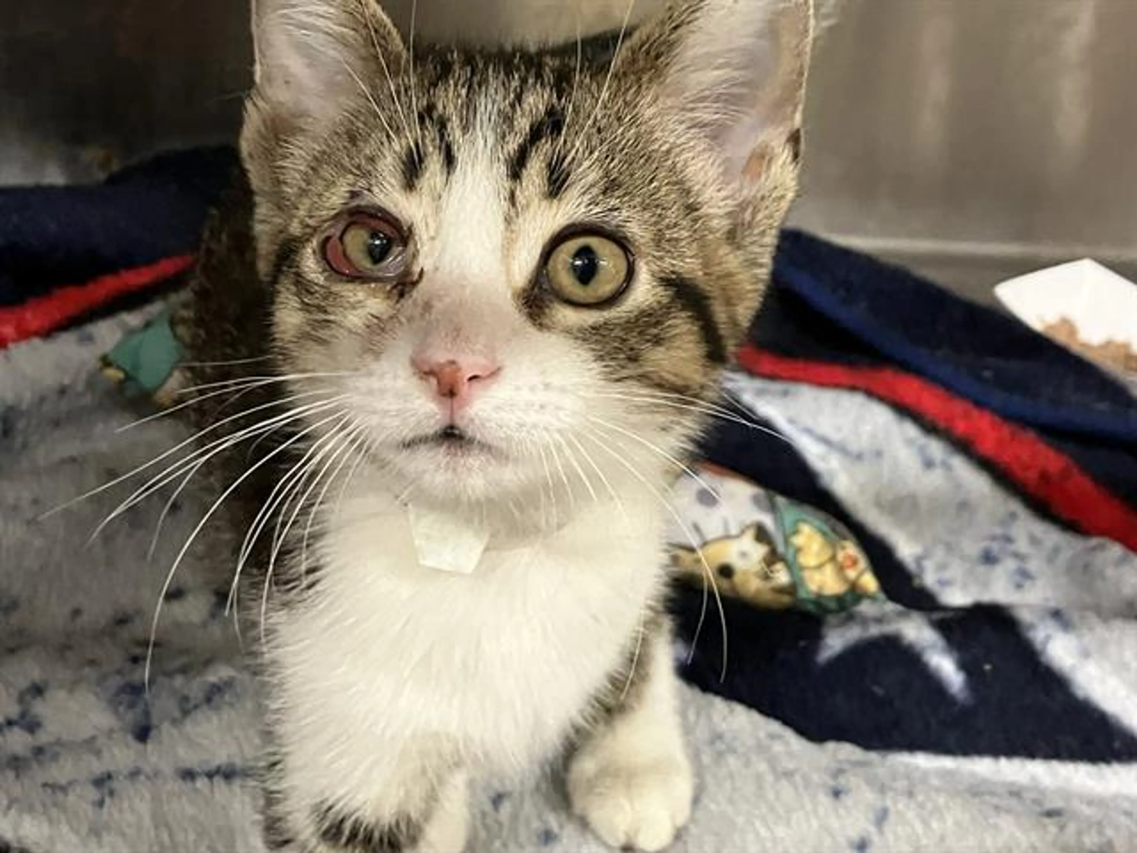 Found pet