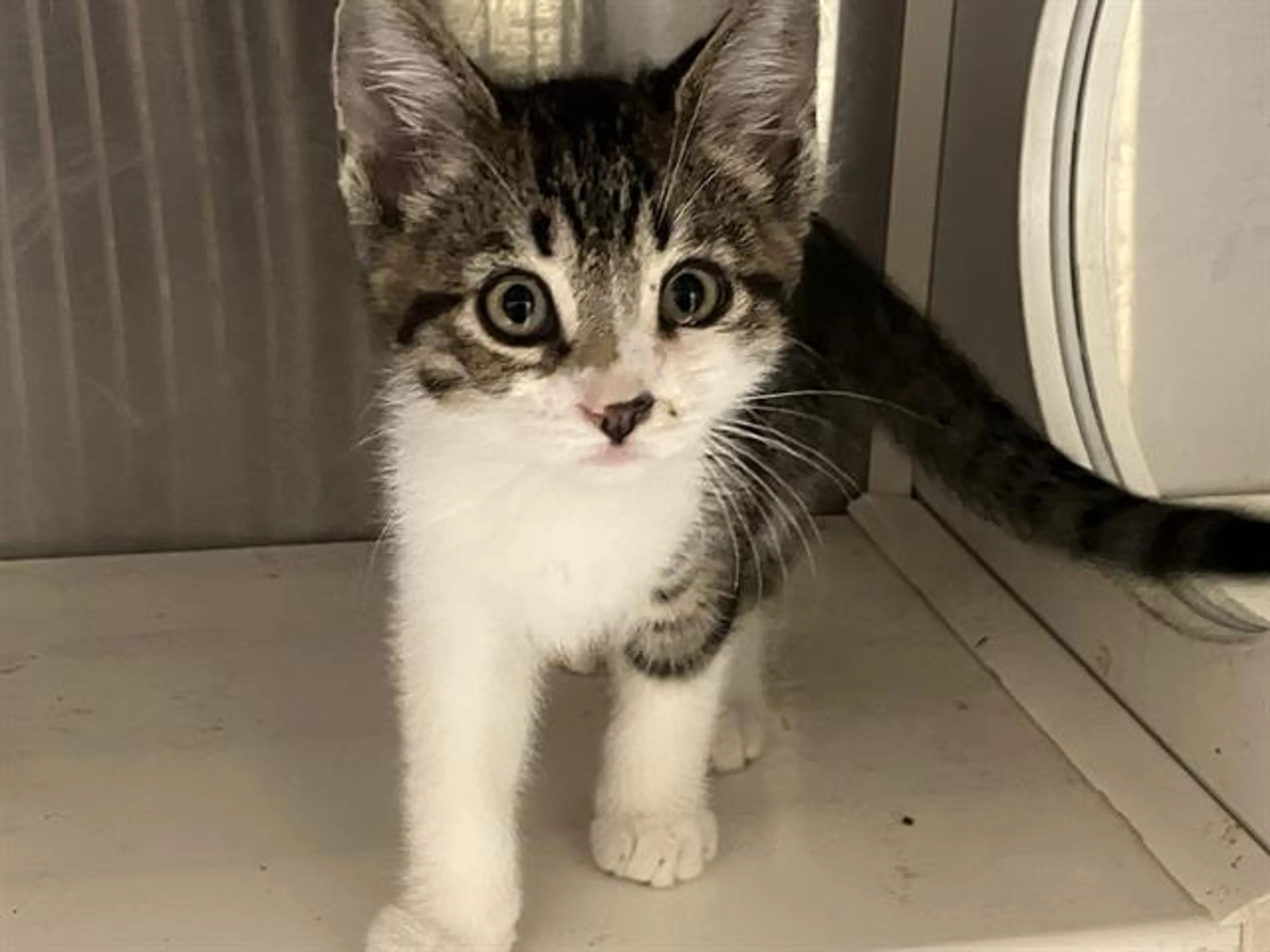 Found pet